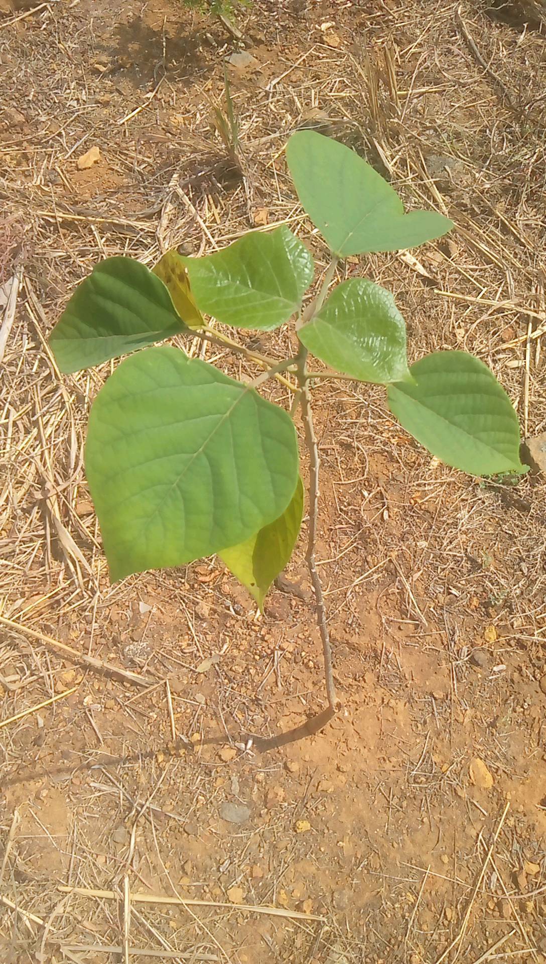 tree