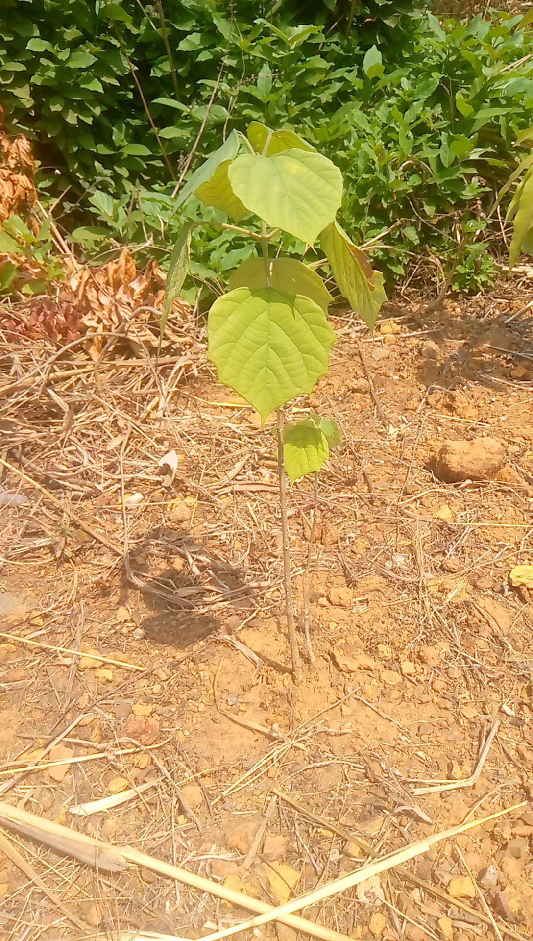 tree