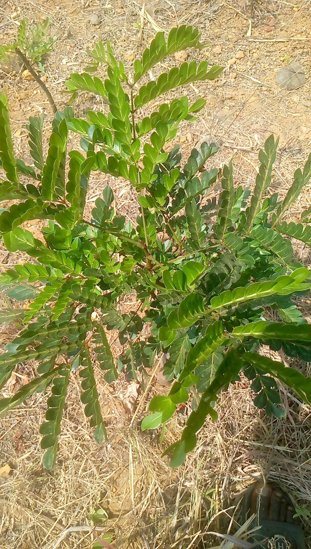 tree