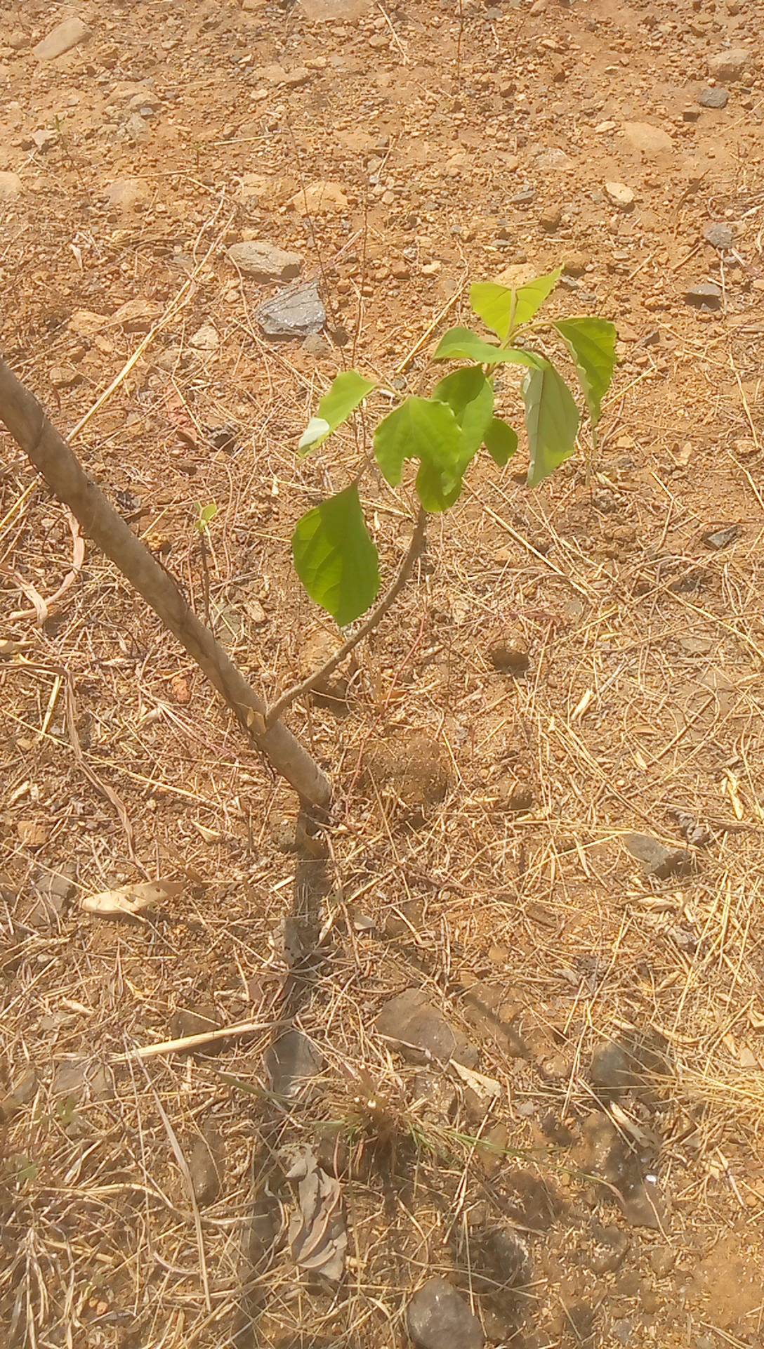 tree