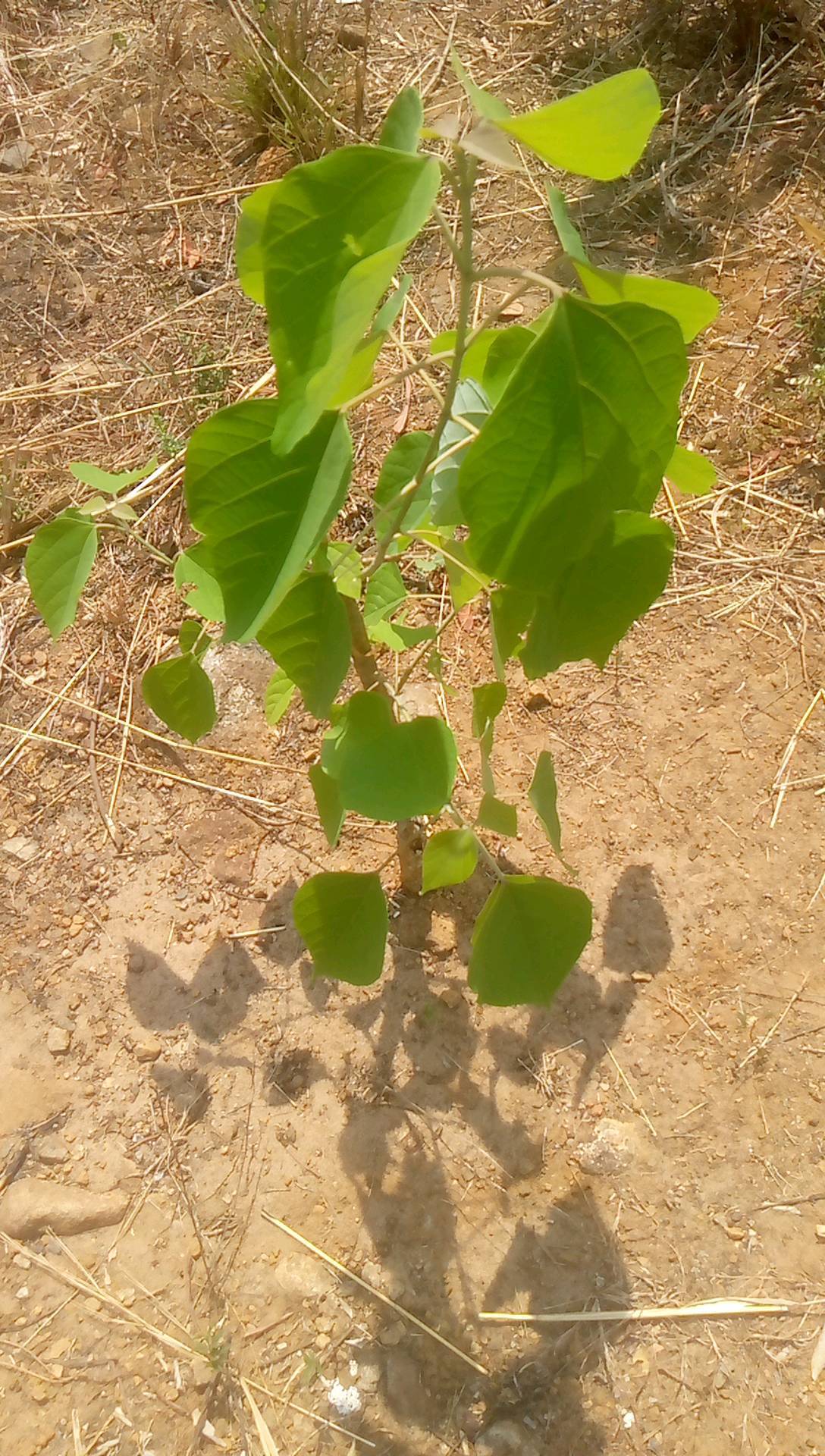 tree