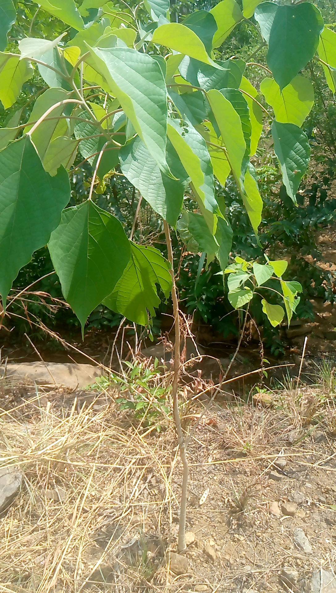 tree