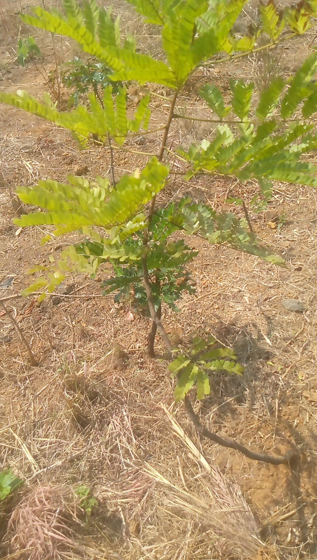 tree