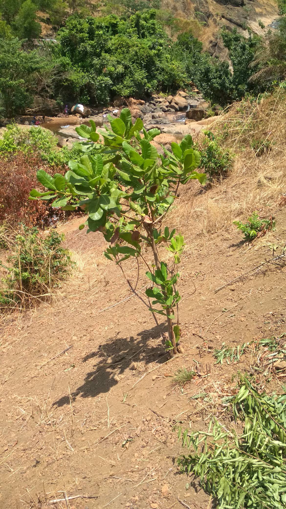 tree