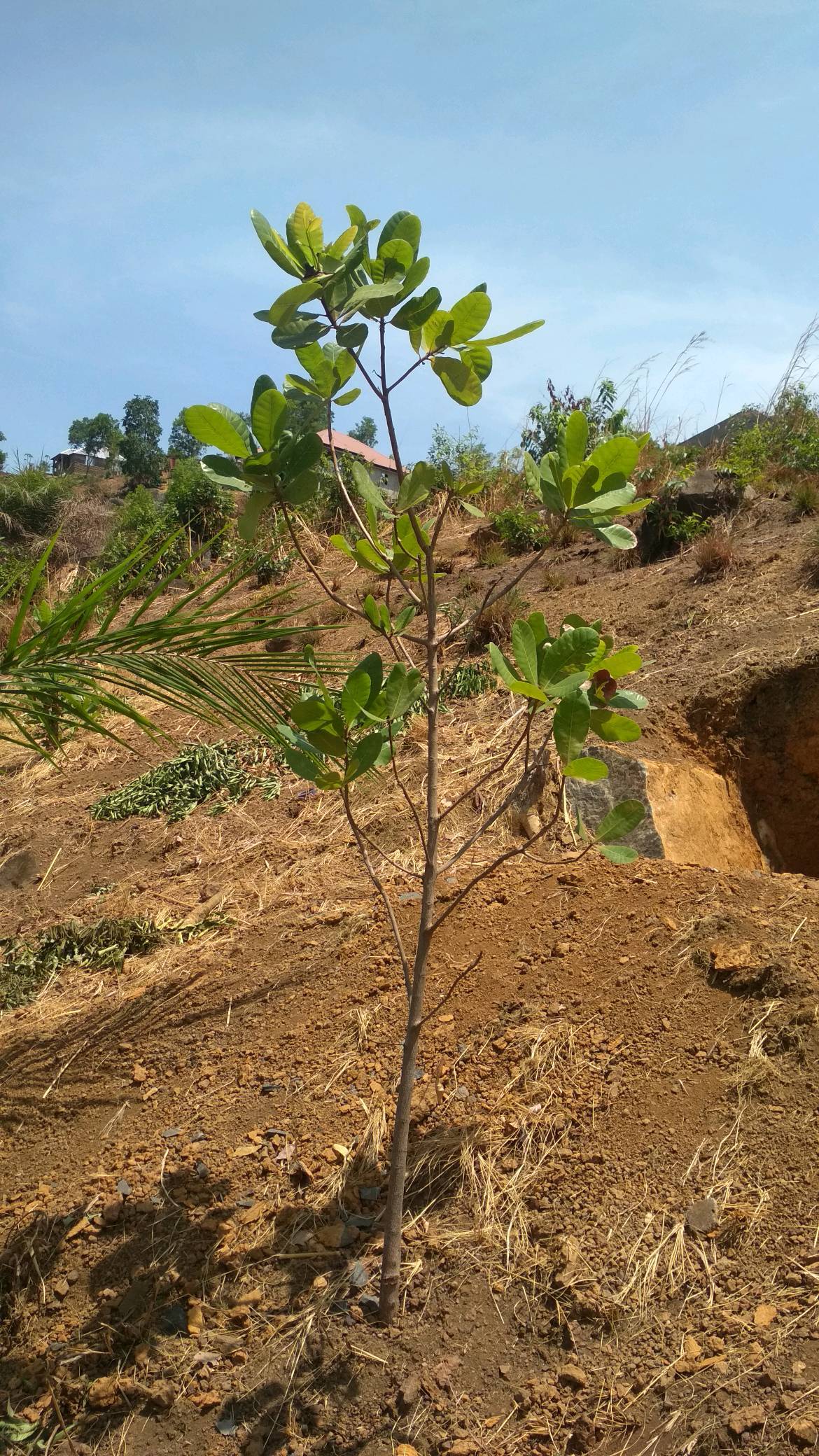 tree