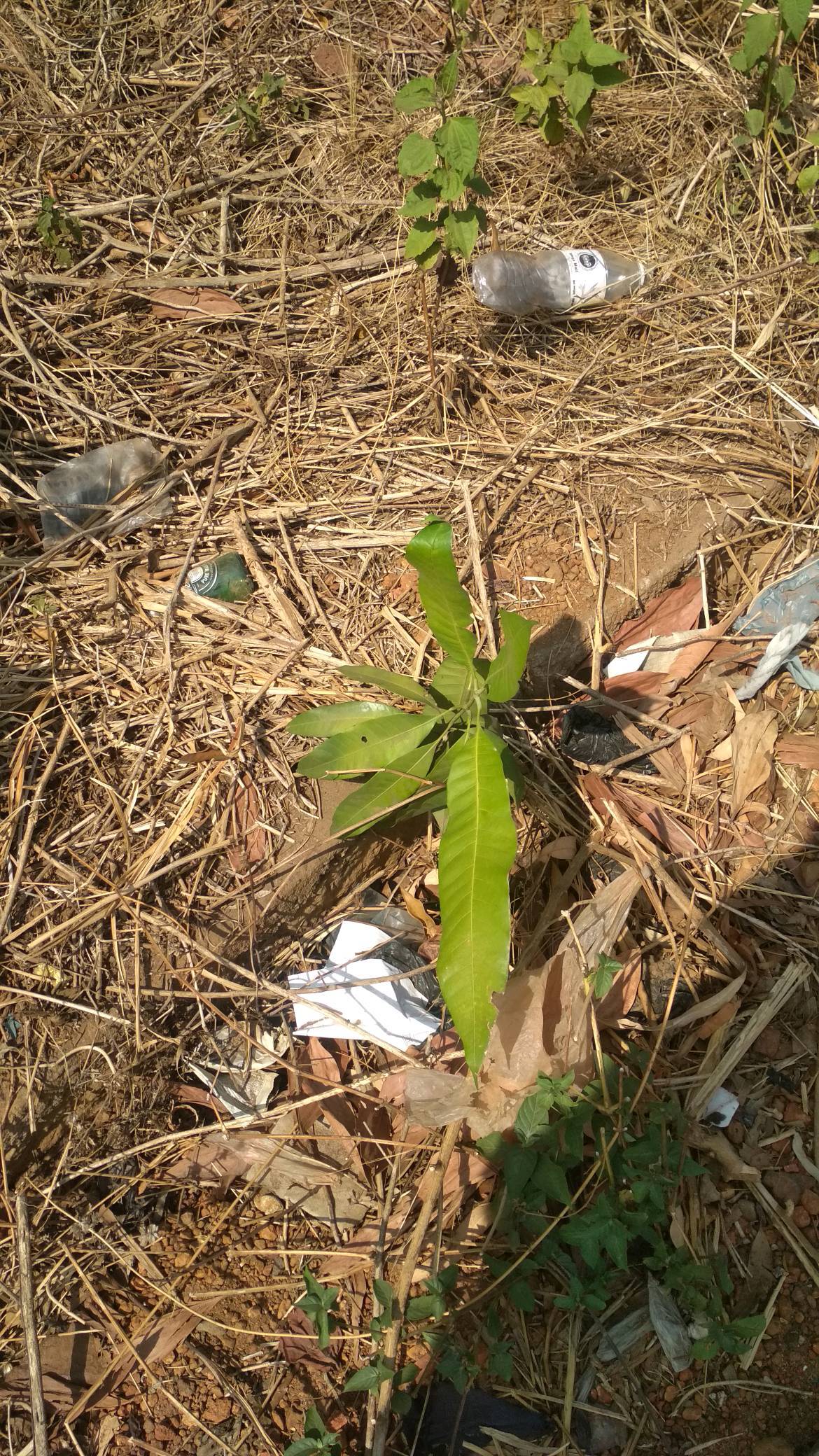tree