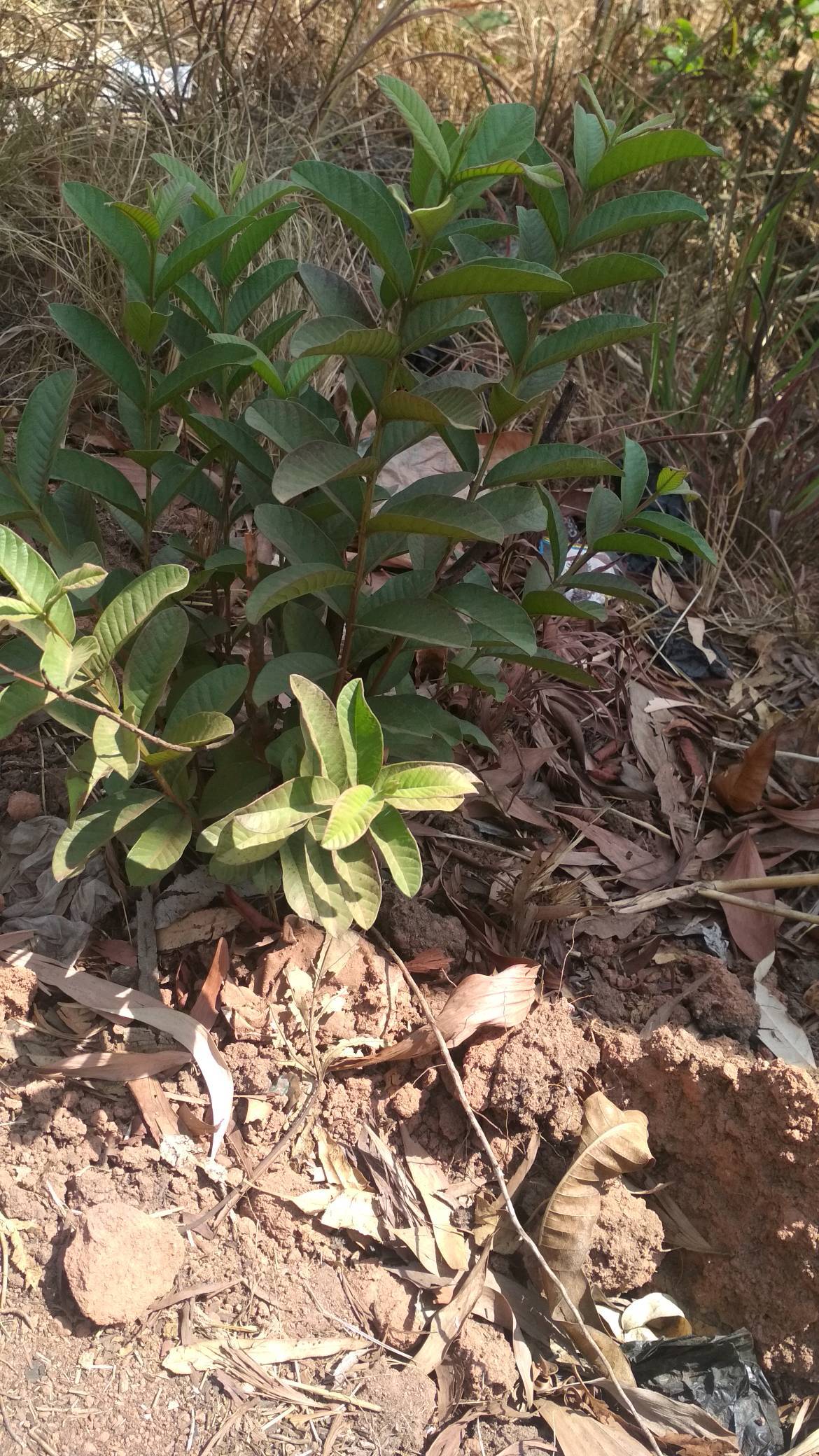 tree