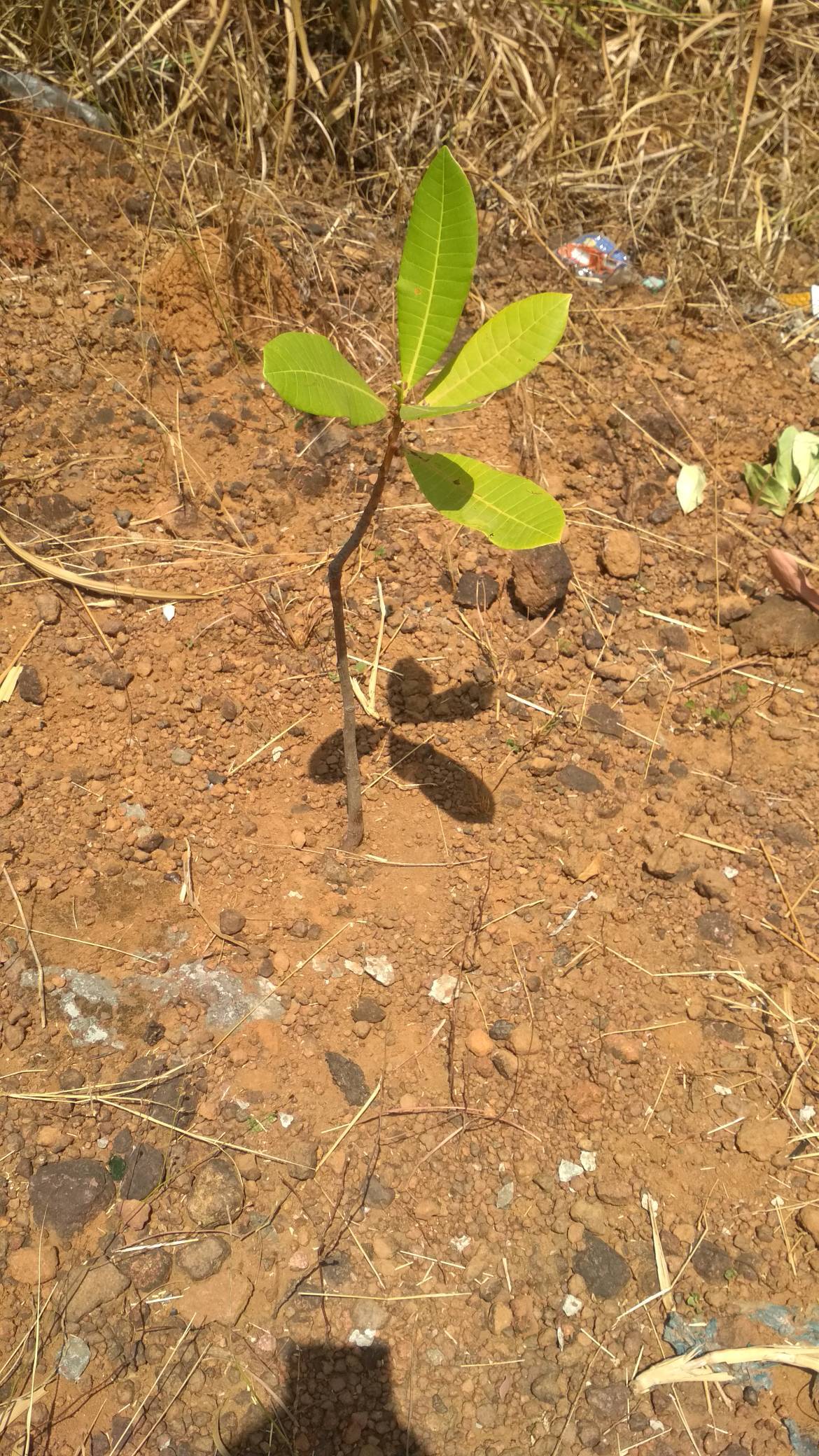 tree