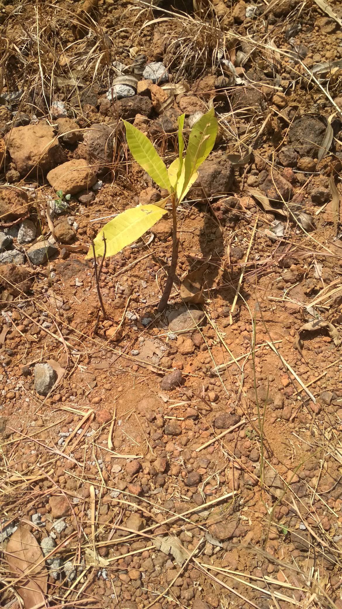 tree