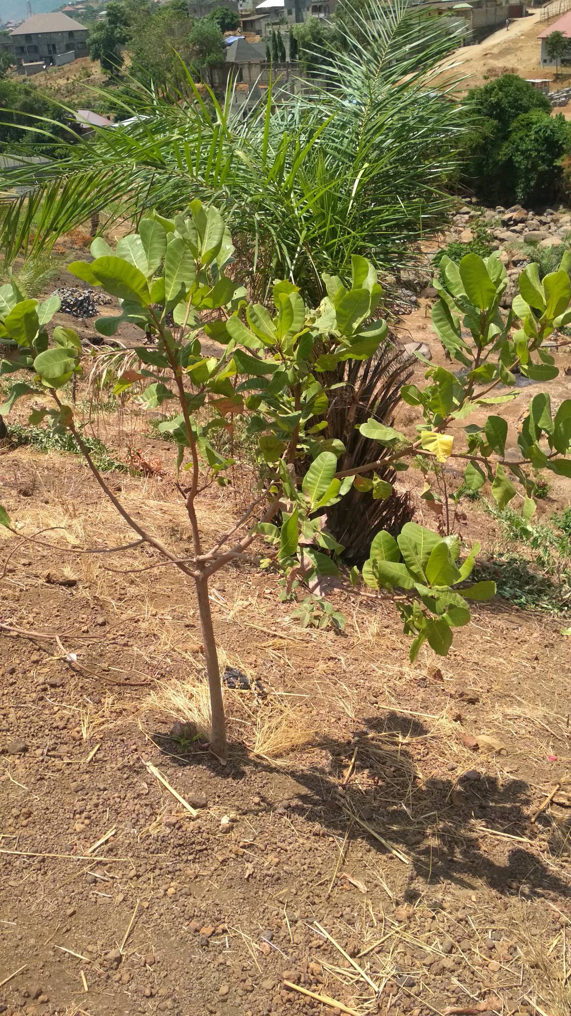 tree