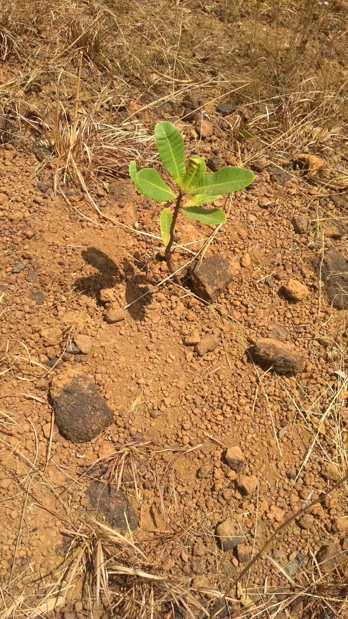 tree