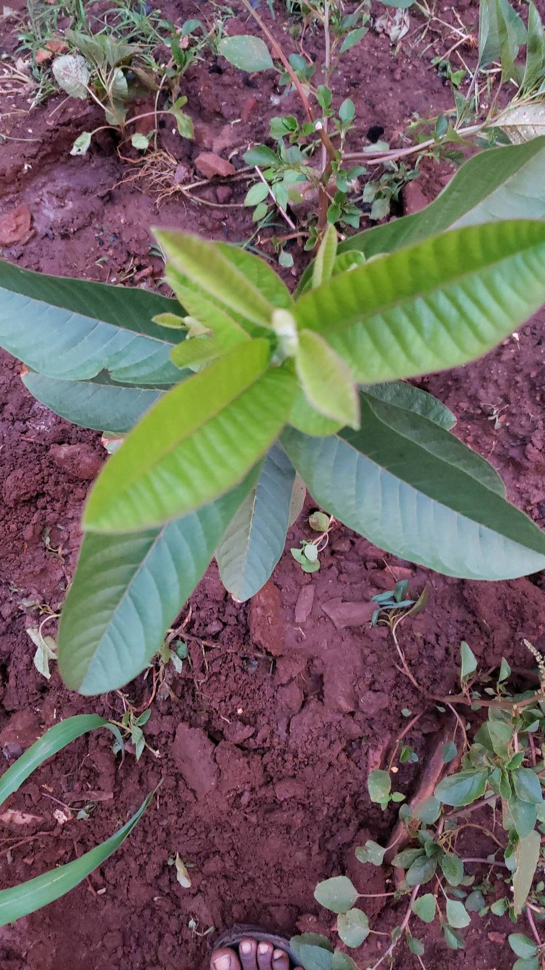 tree