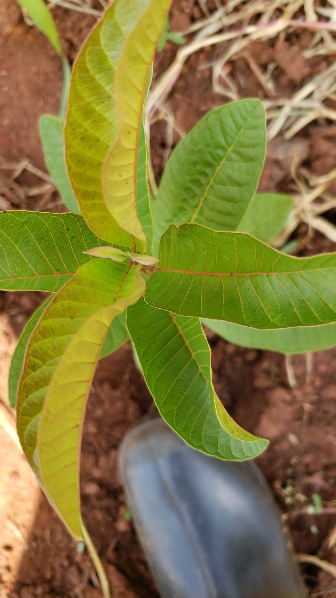 tree
