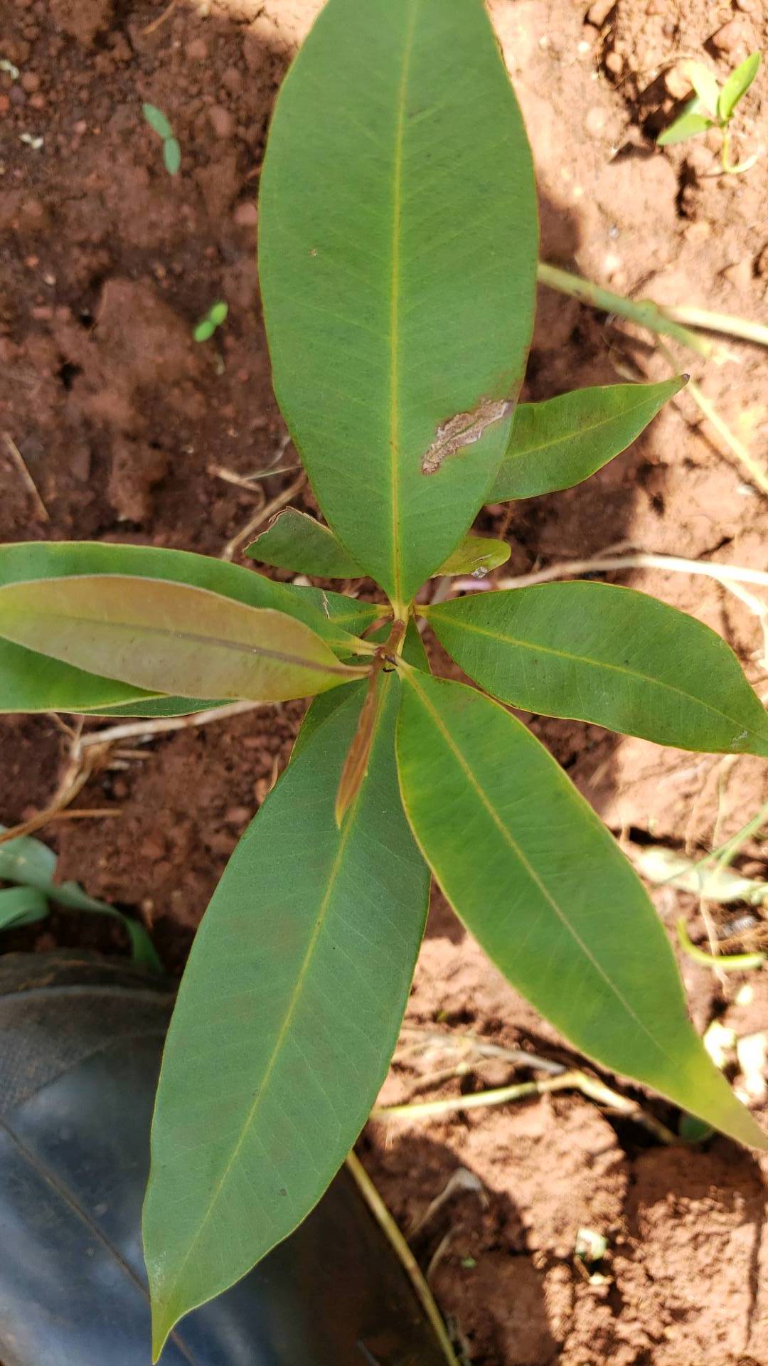 tree