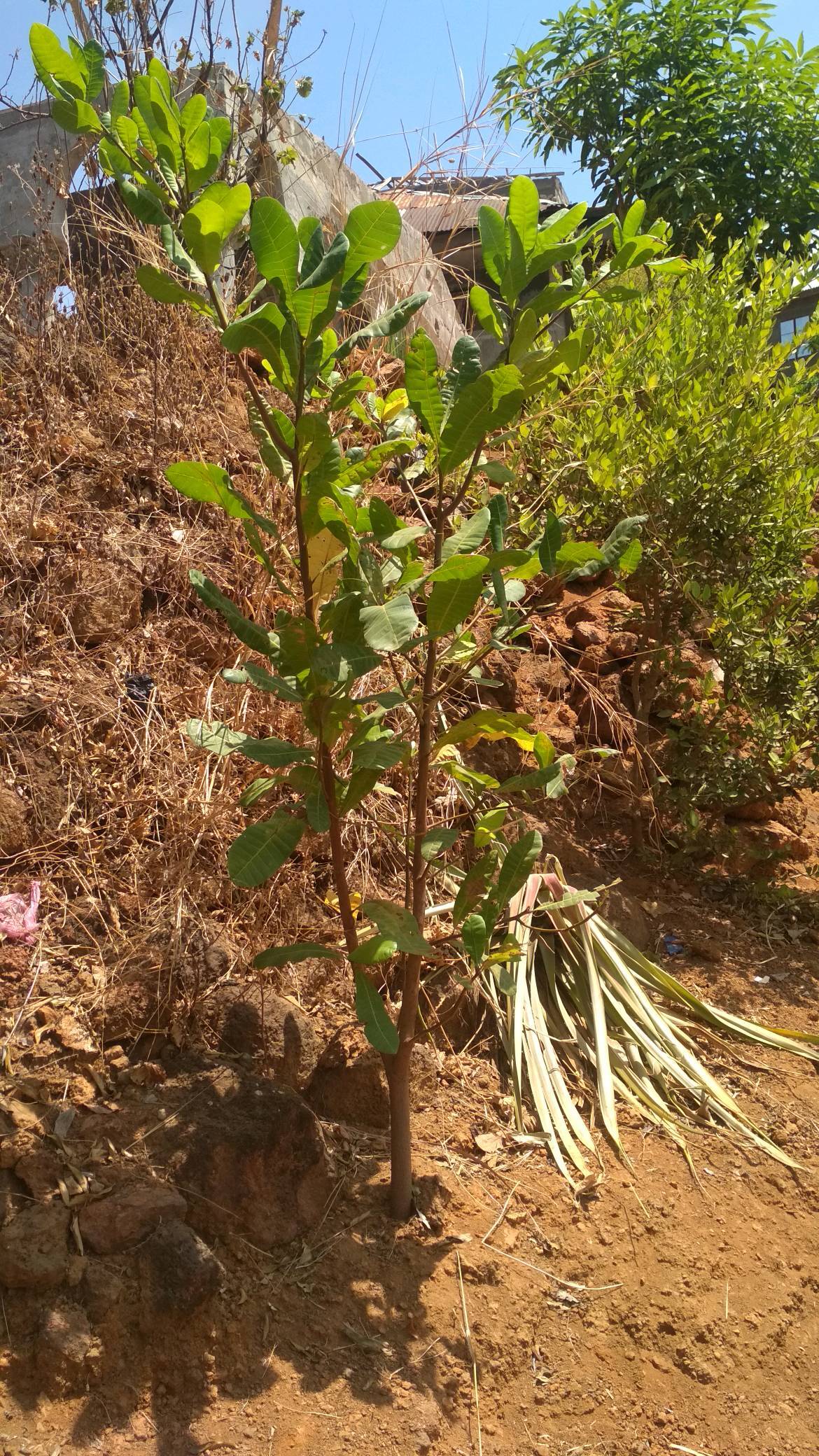 tree