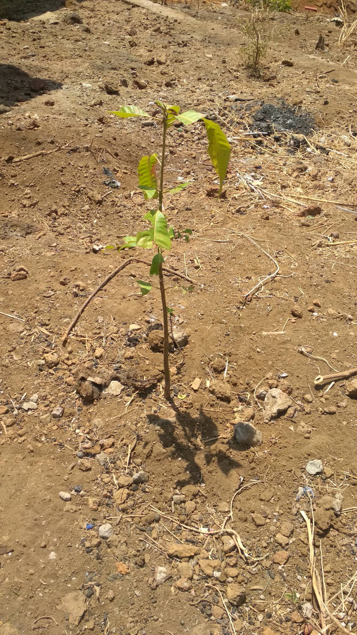tree