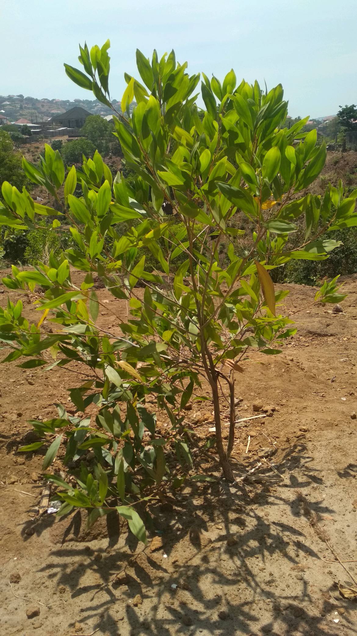 tree