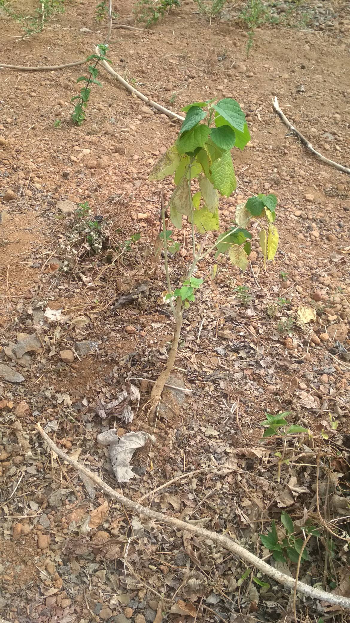 tree
