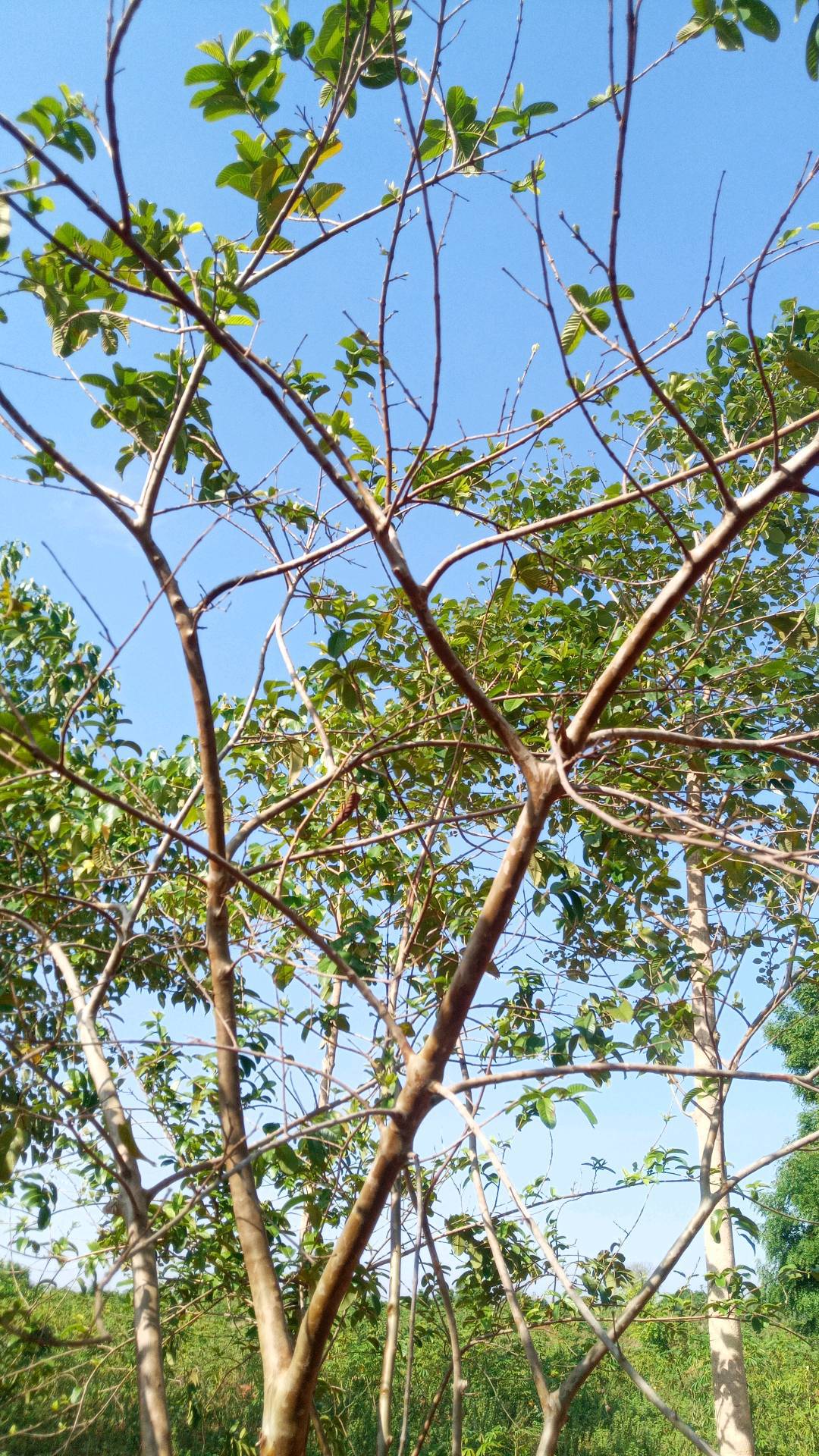 tree