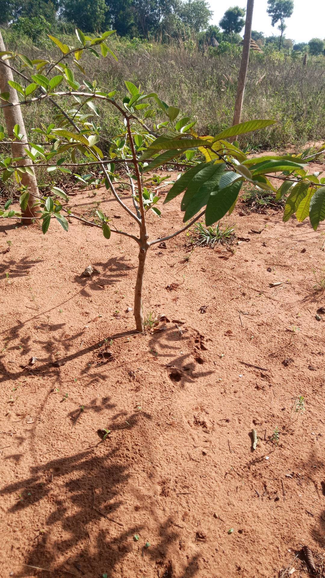 tree