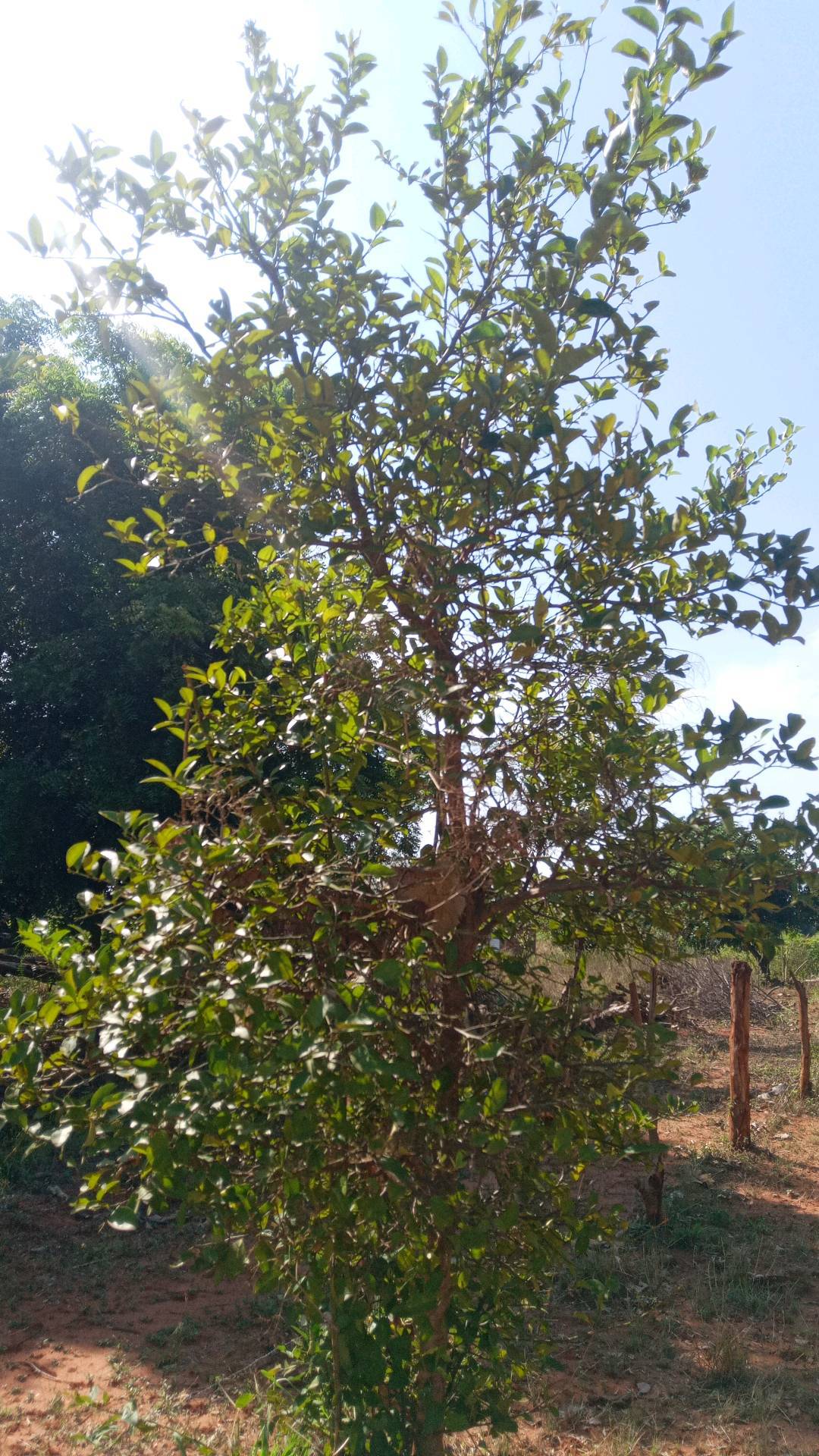 tree