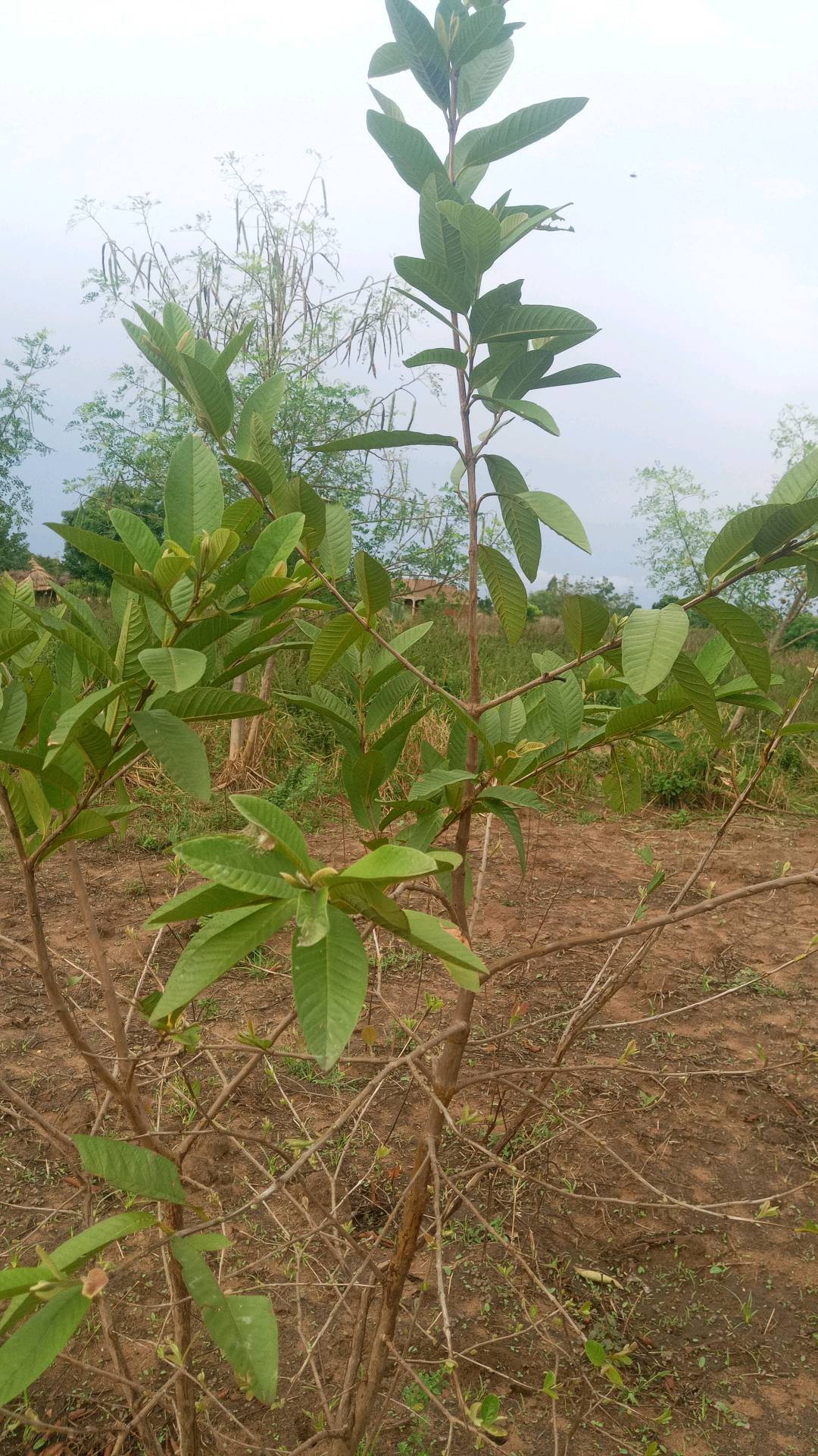 tree