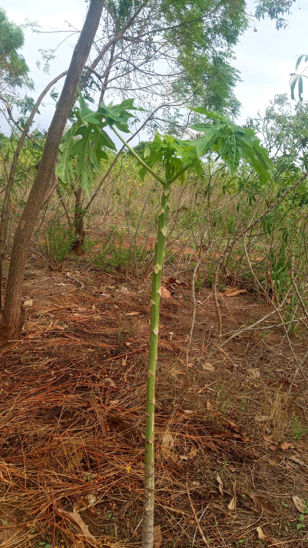 tree