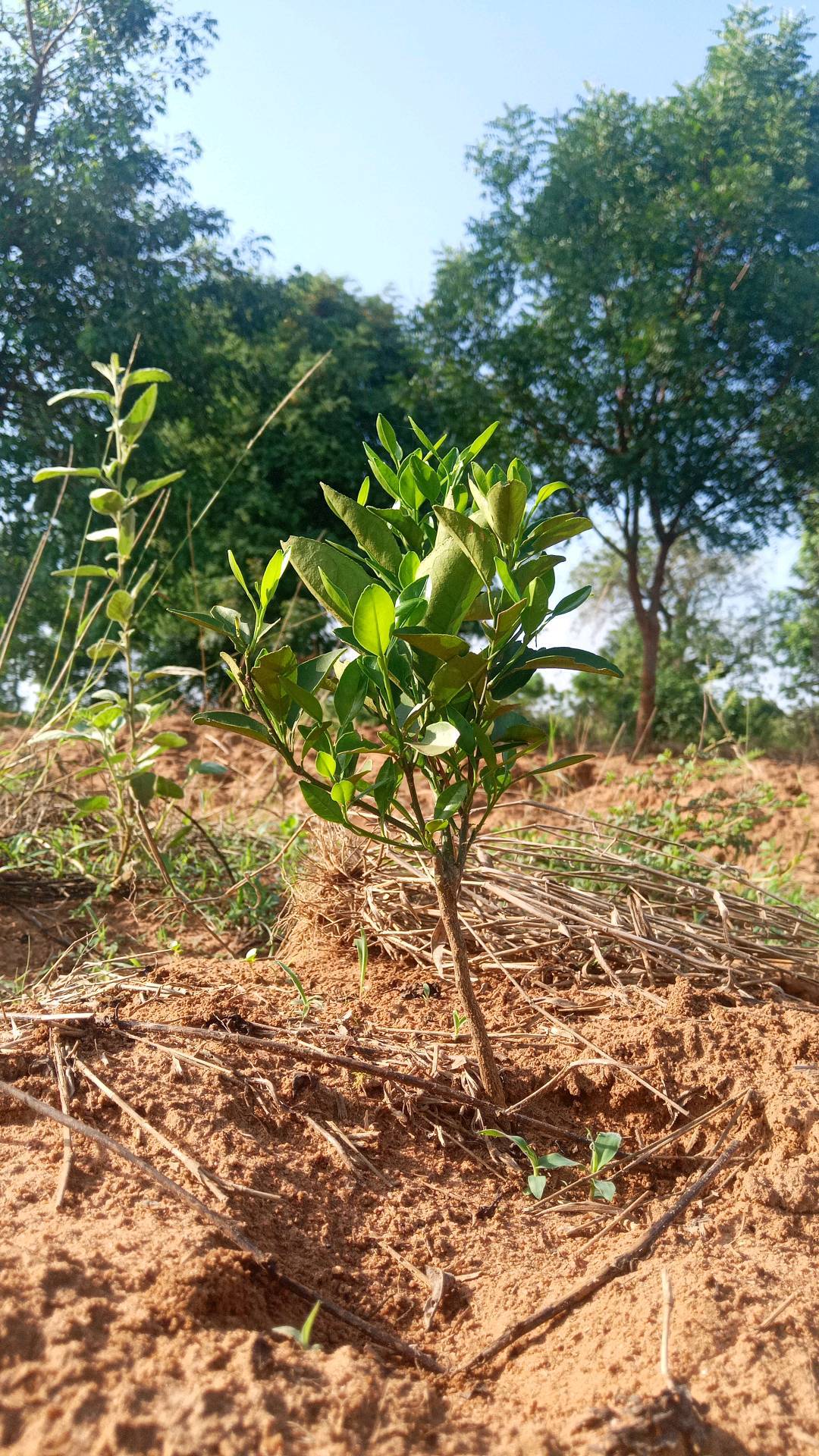 tree