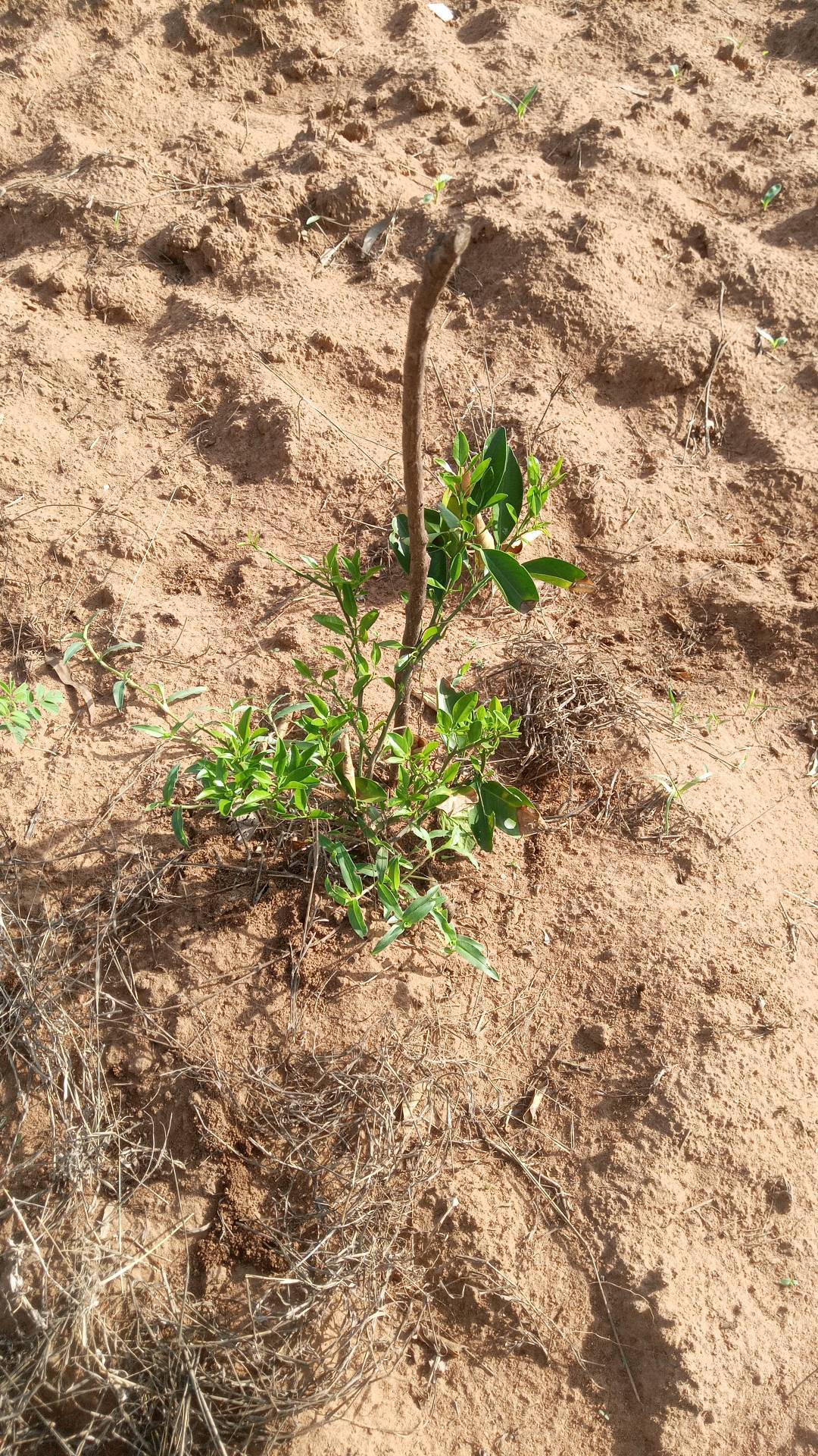 tree