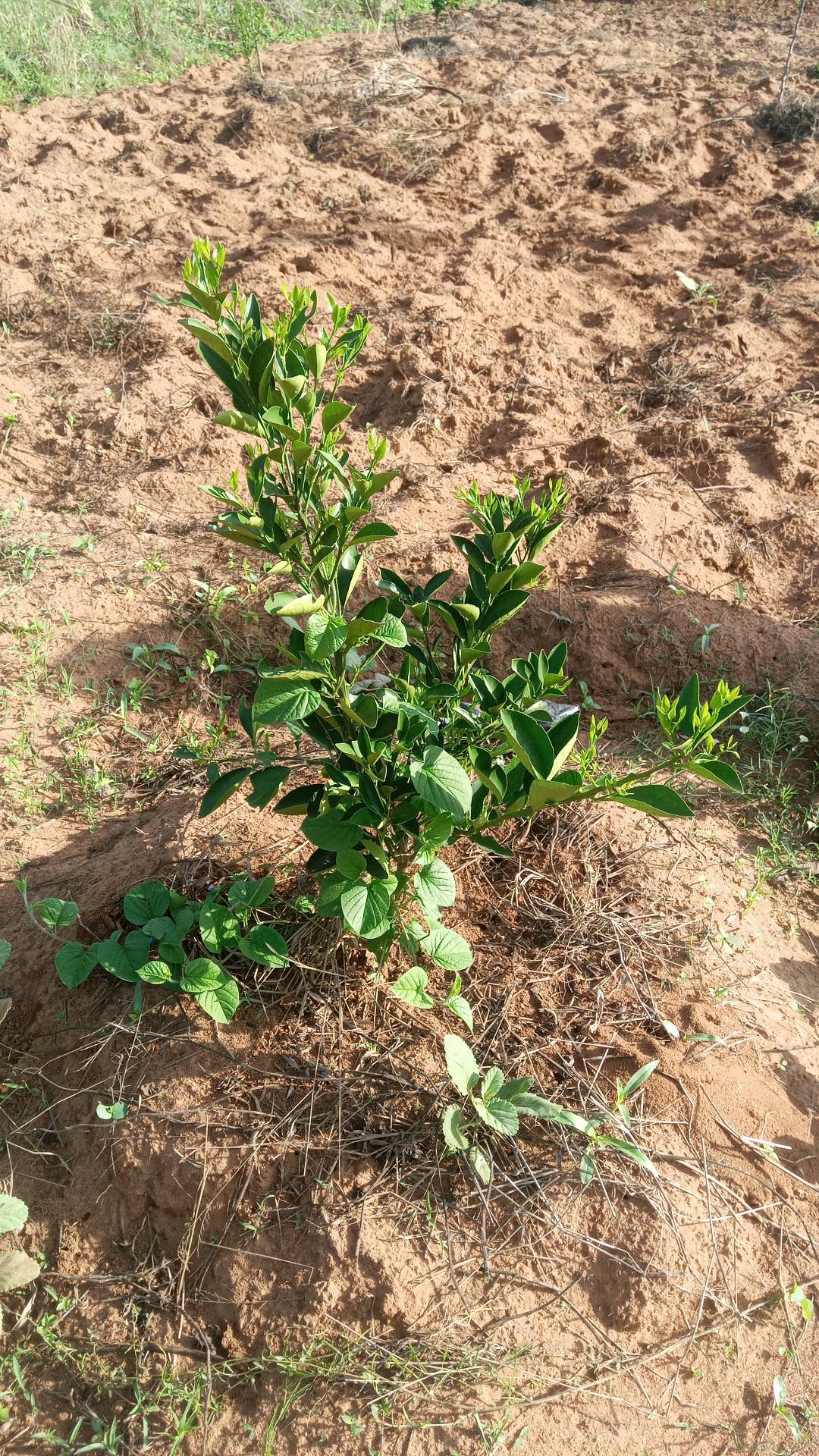 tree