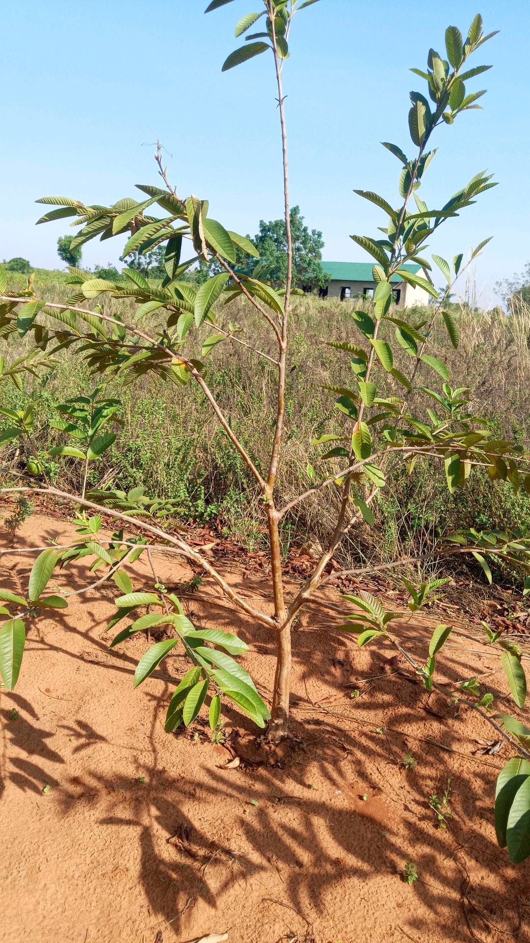 tree