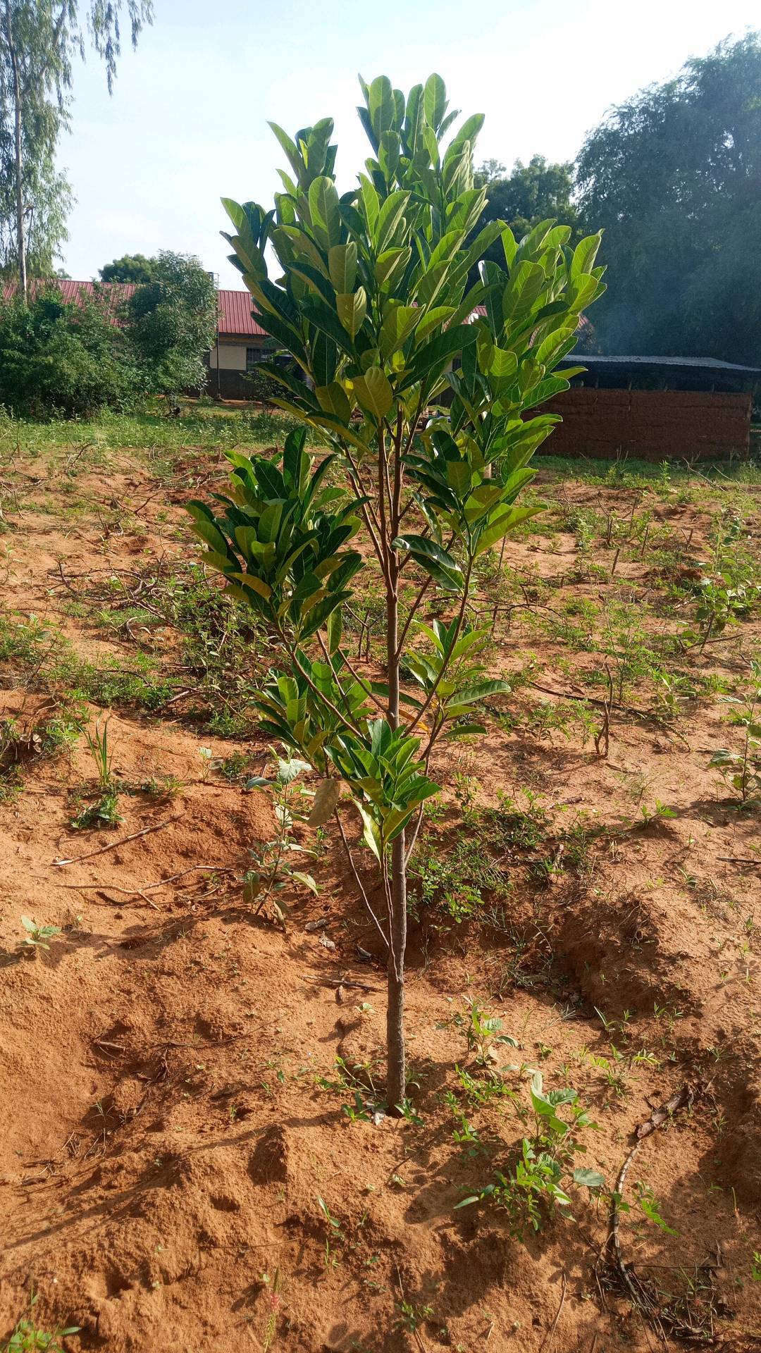 tree