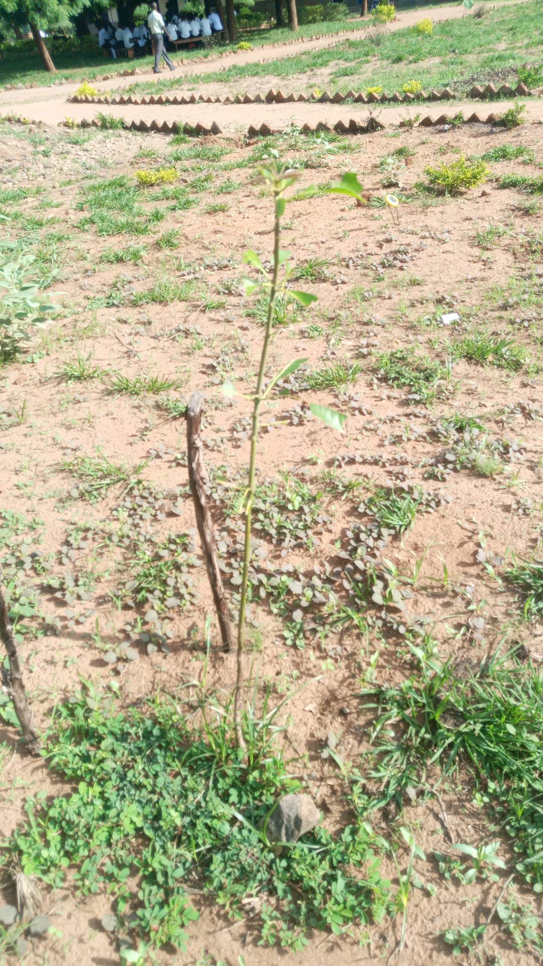 tree