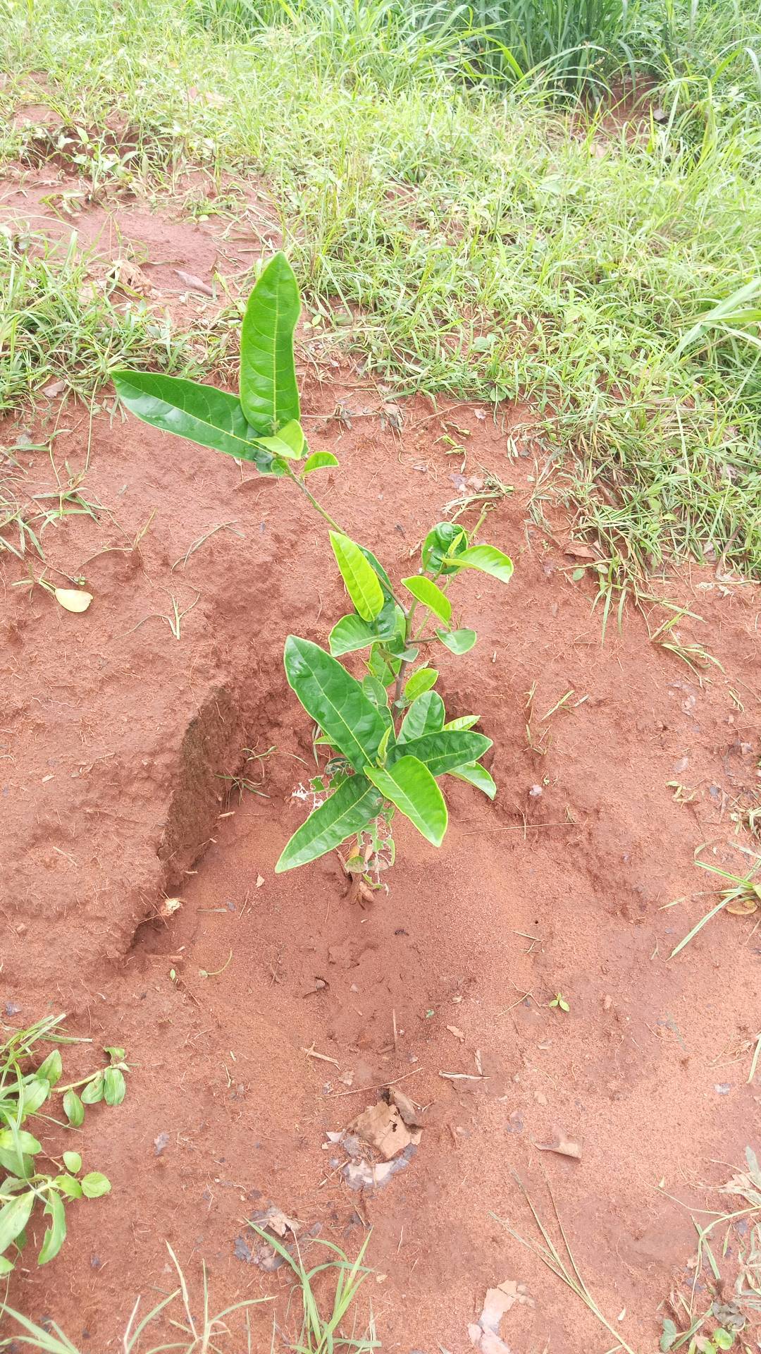 tree