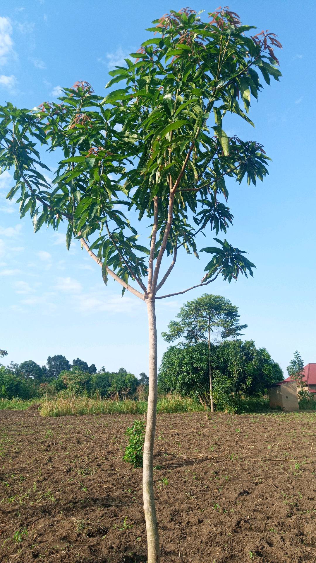 tree