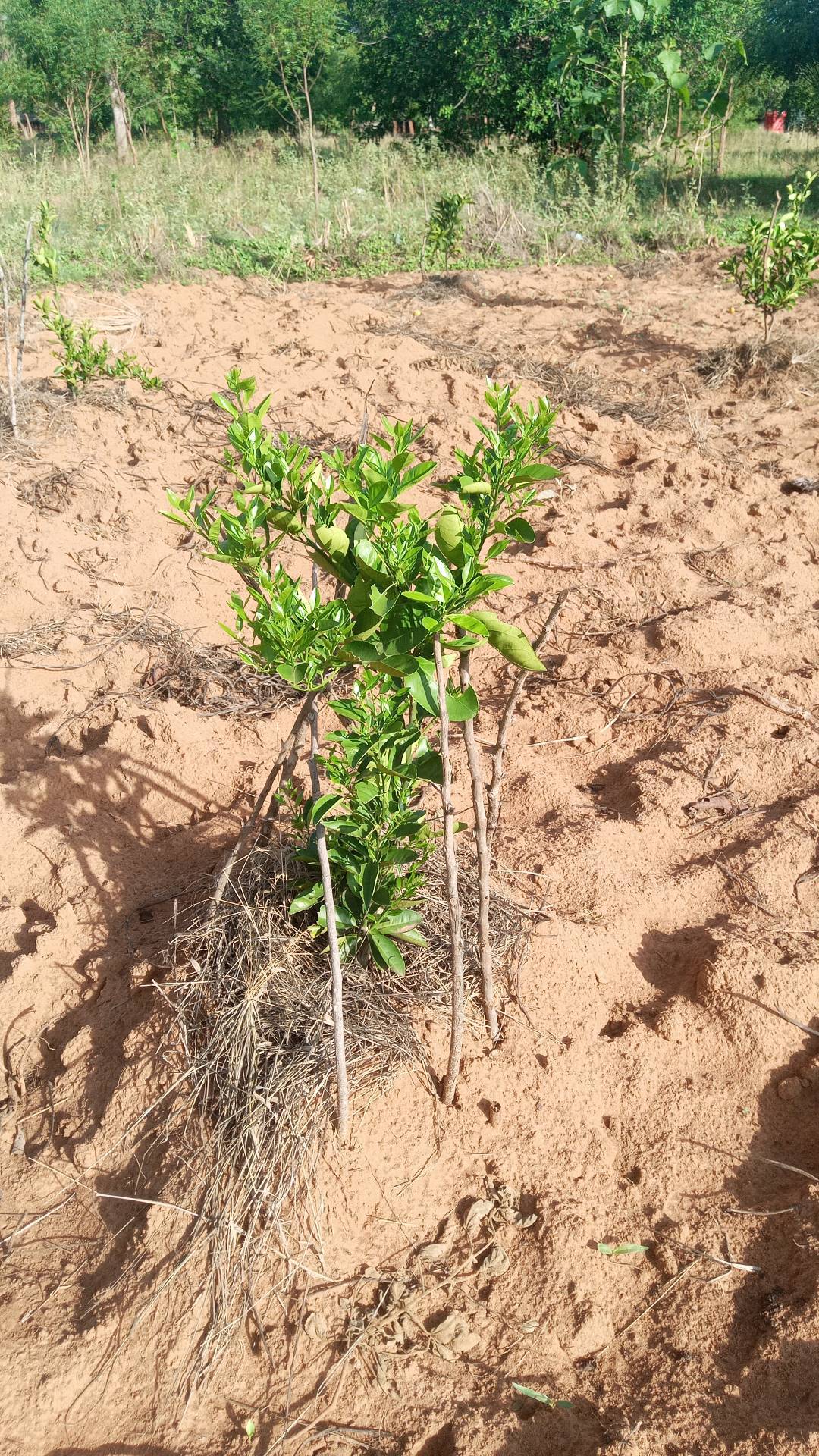 tree