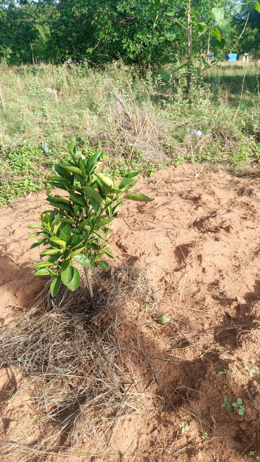 tree