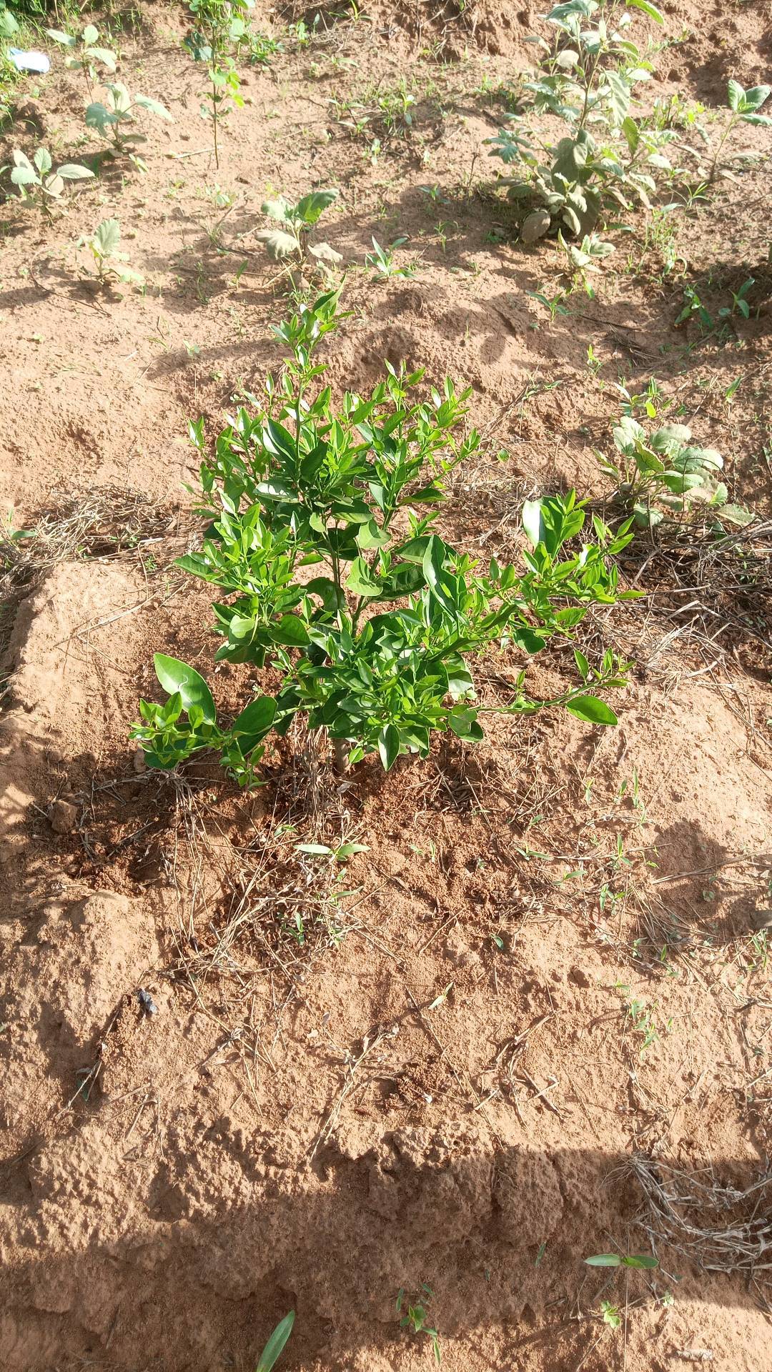 tree