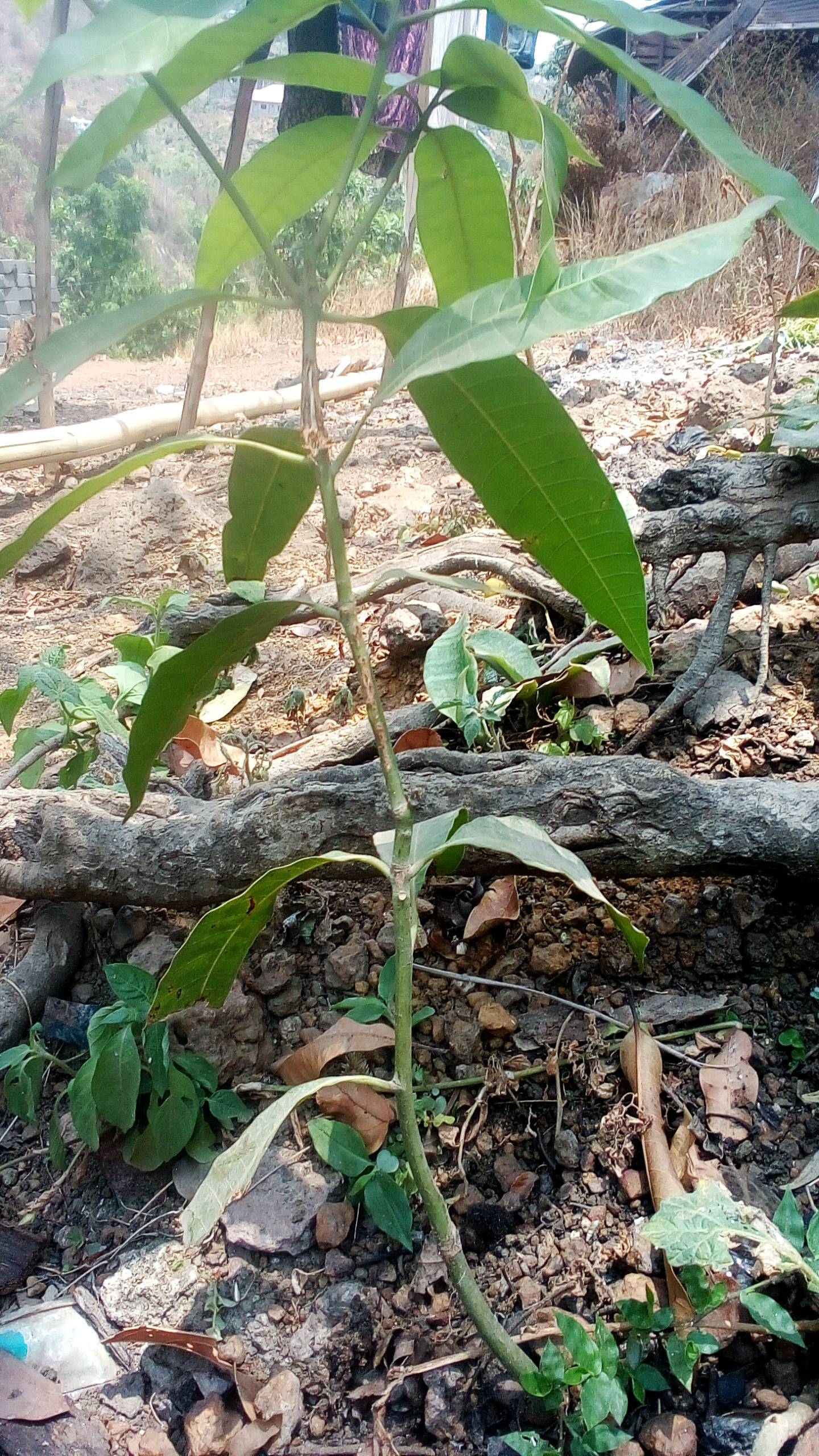 tree