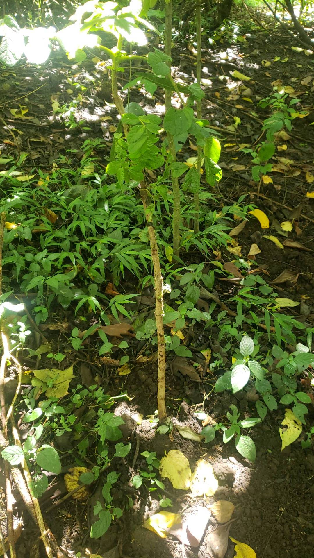 tree