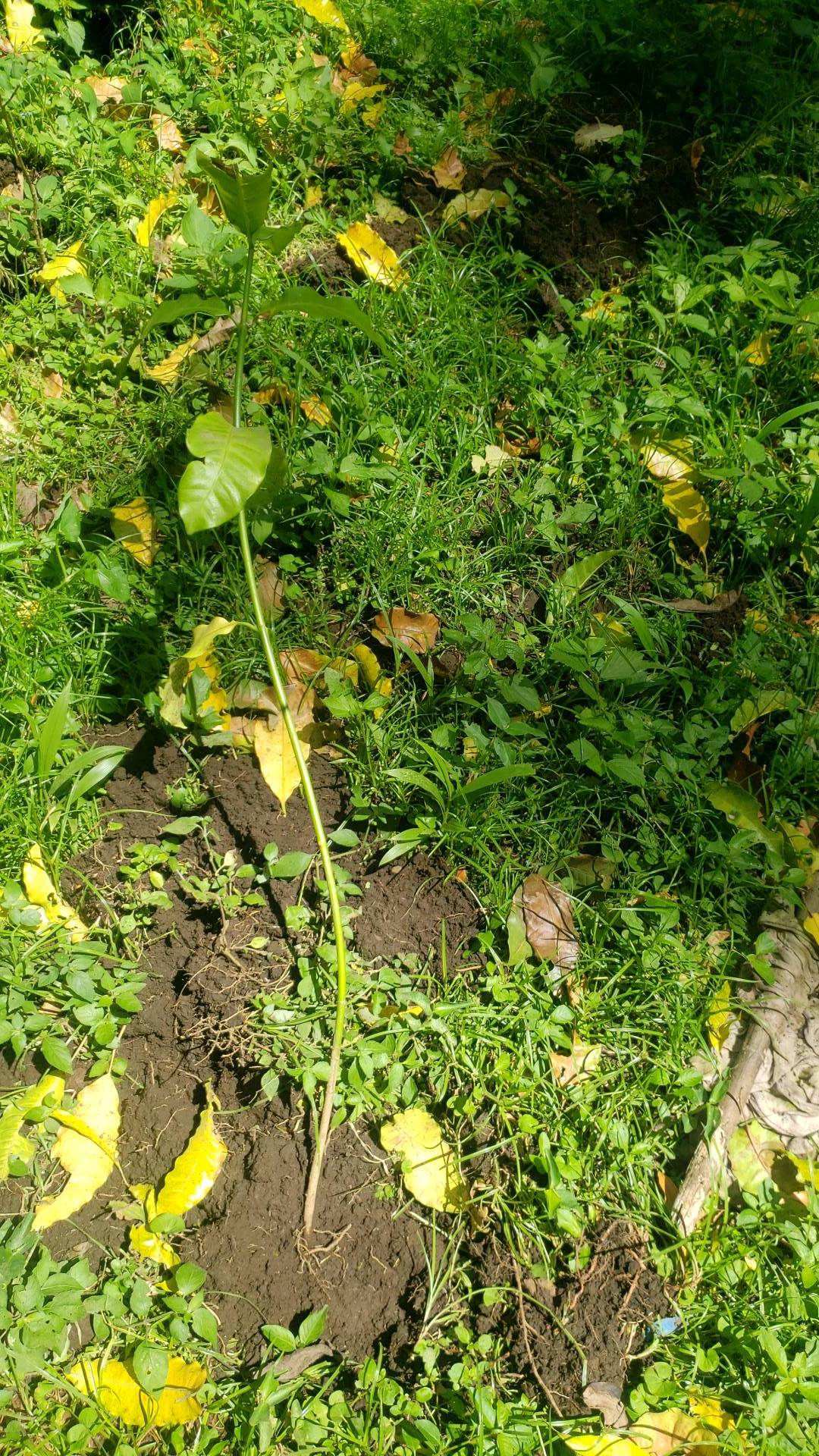 tree