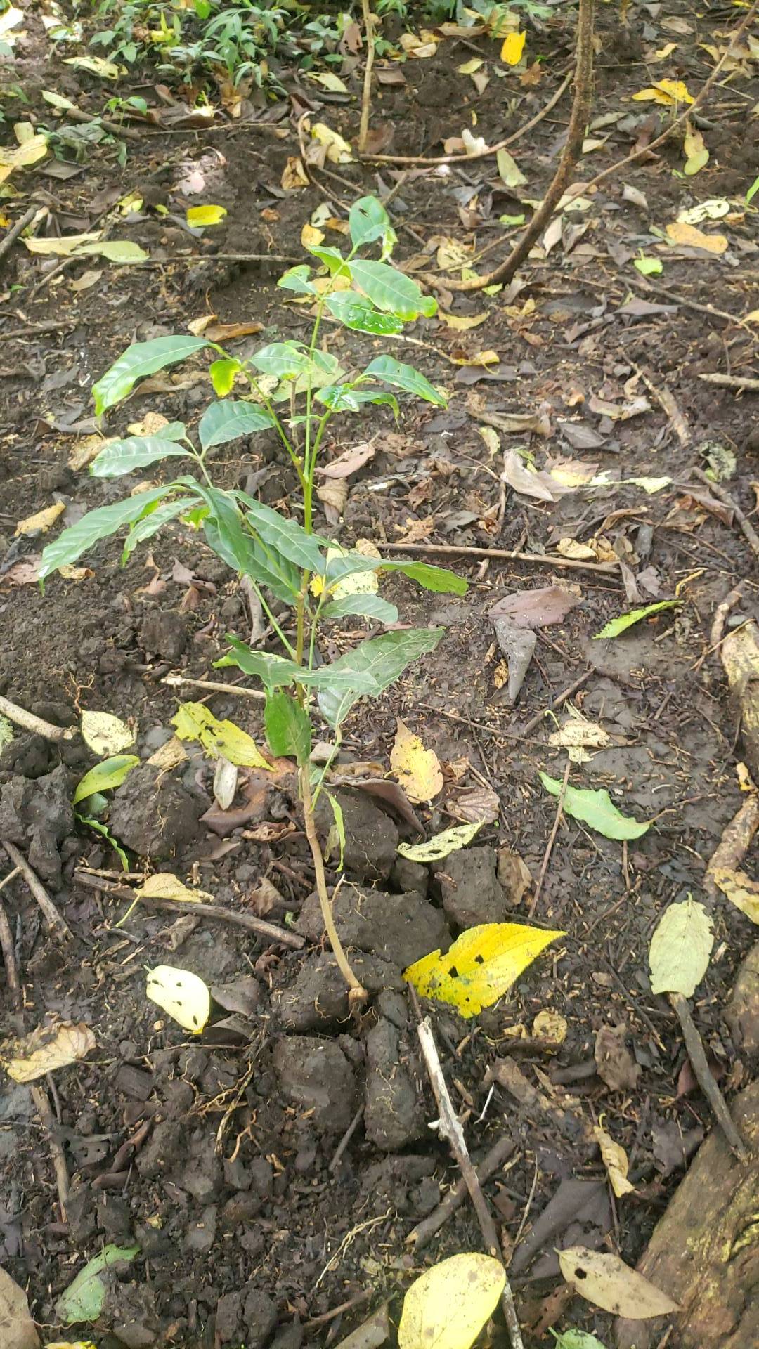 tree
