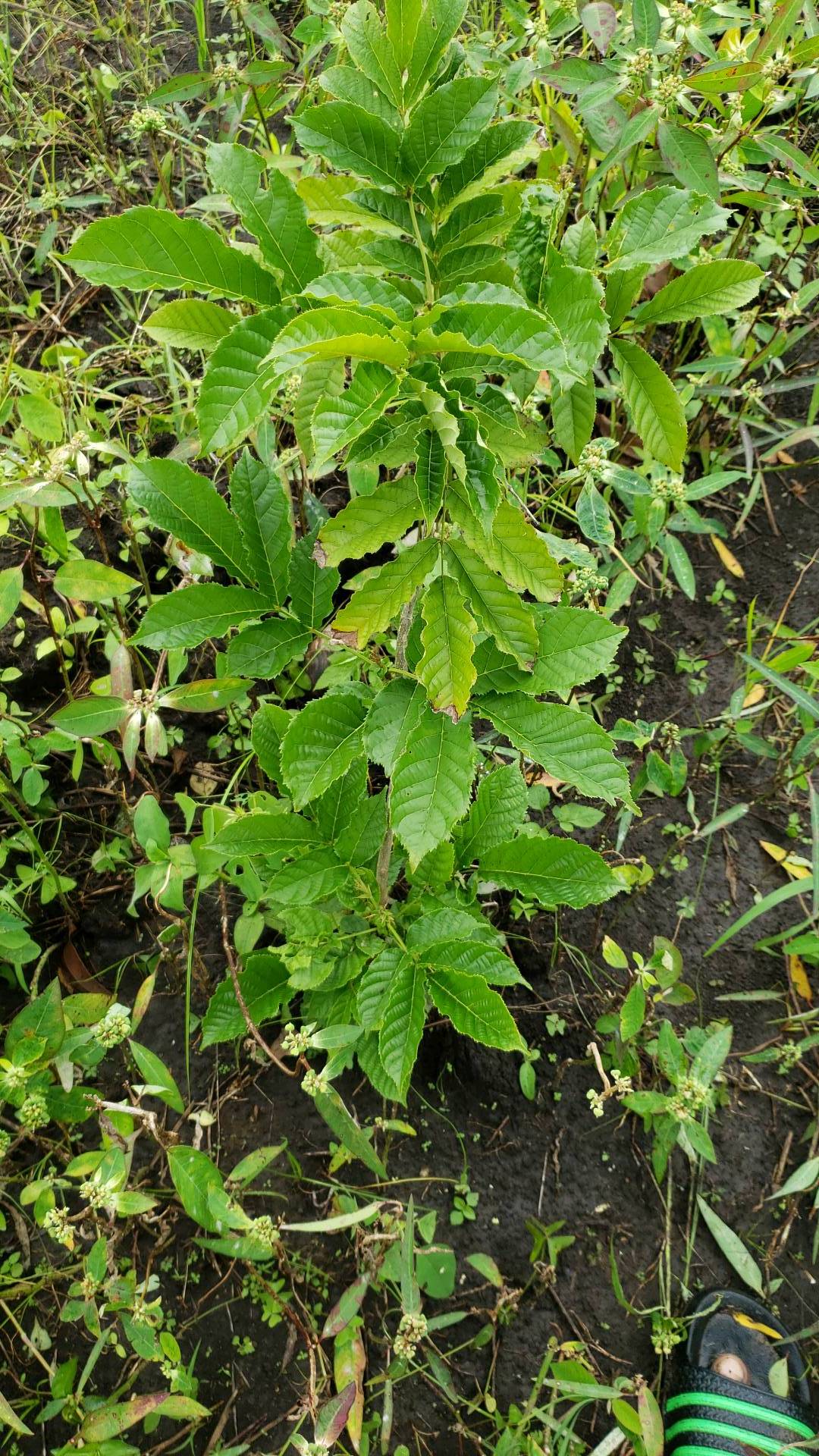 tree