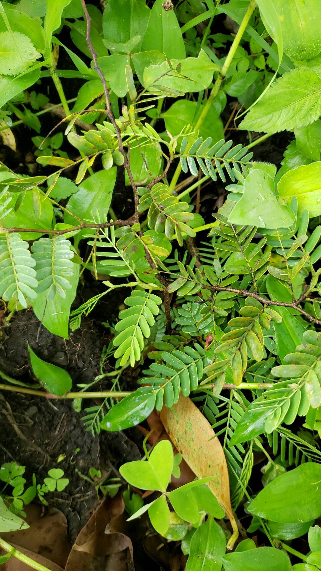 tree