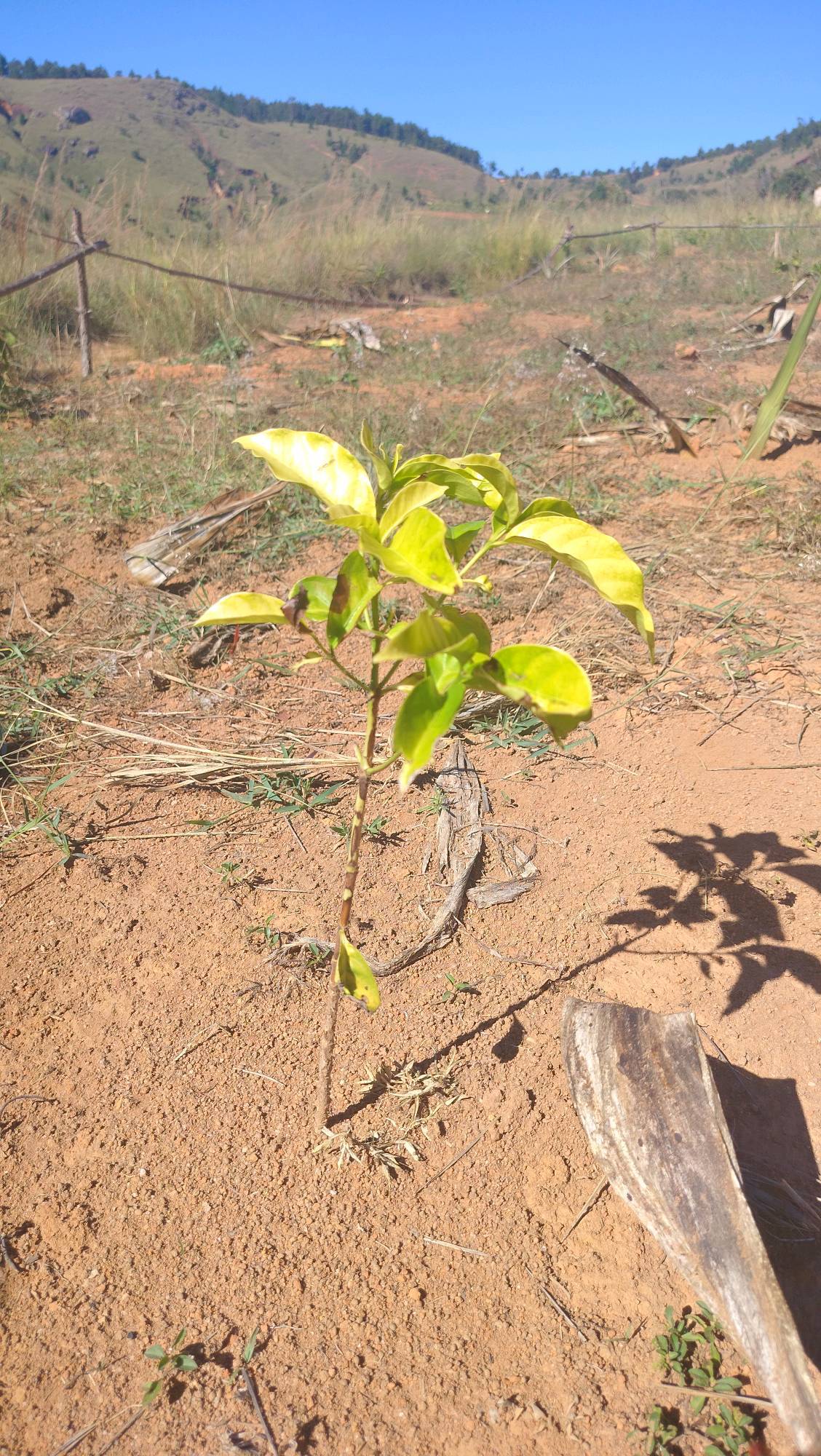tree