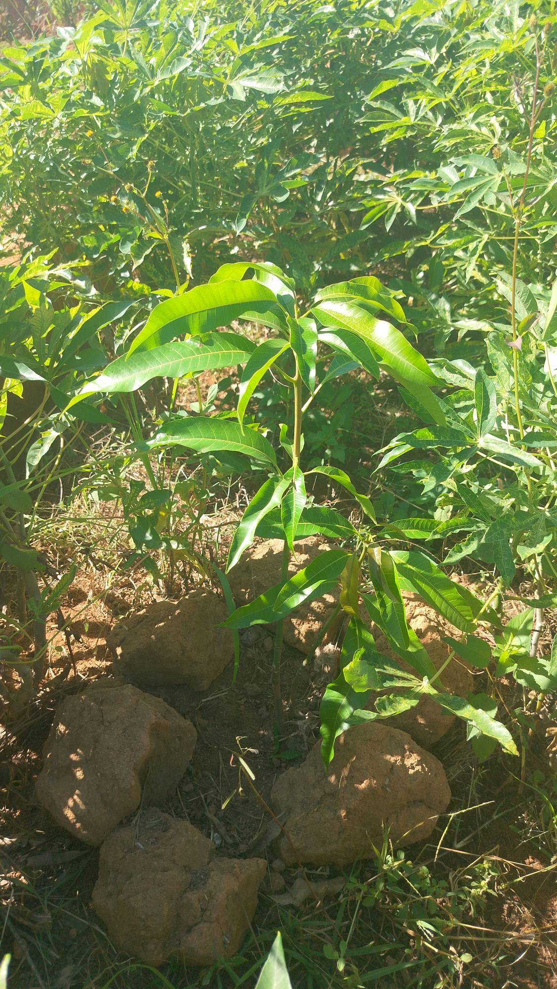 tree
