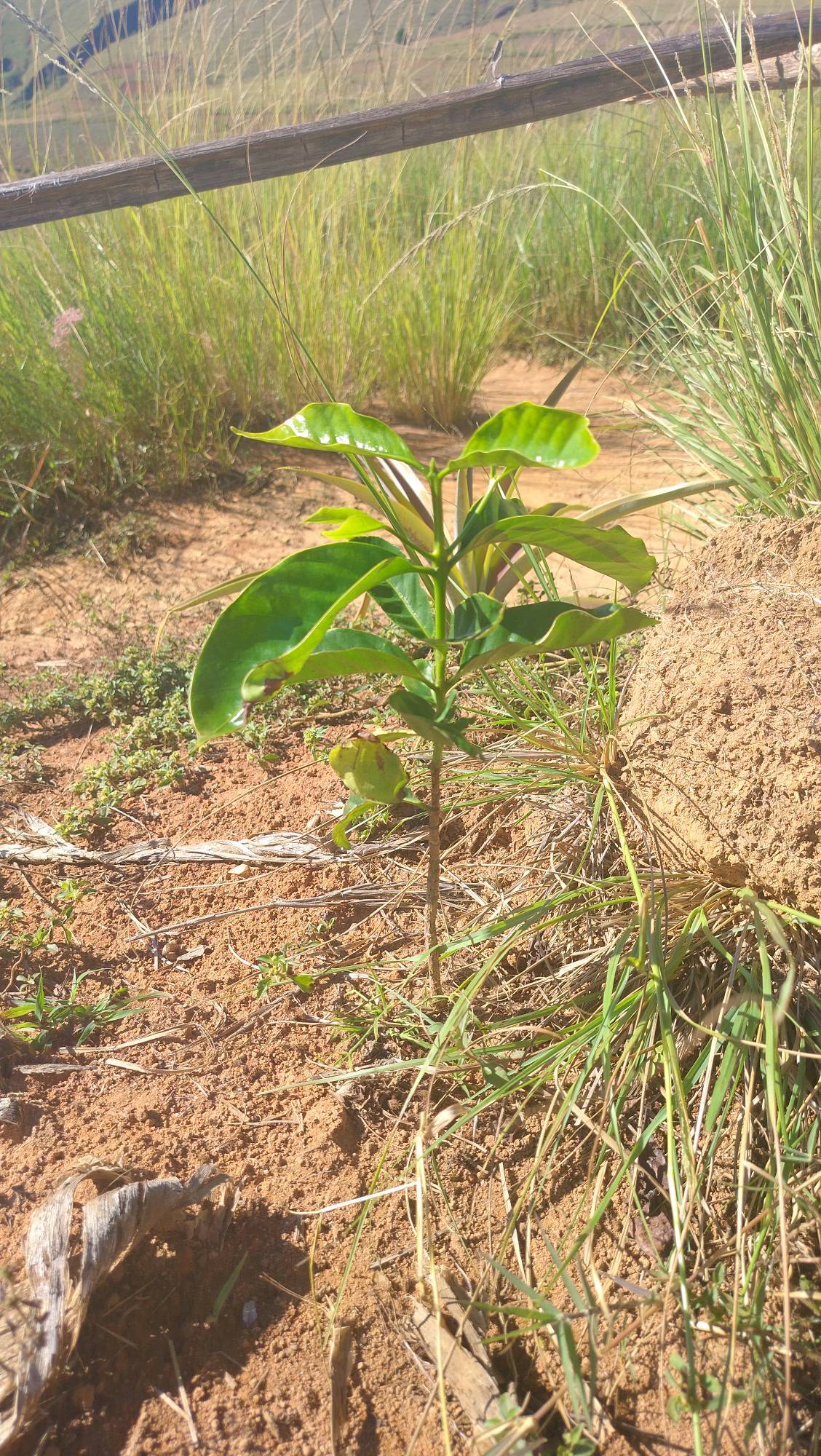 tree