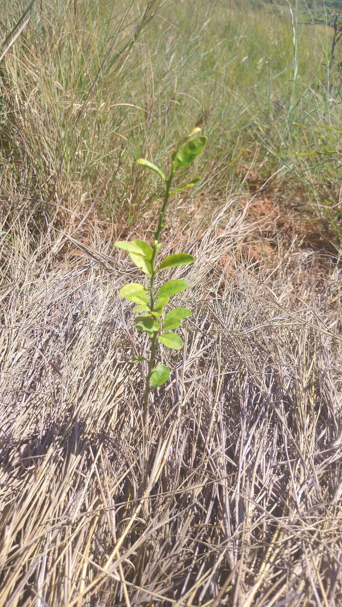 tree