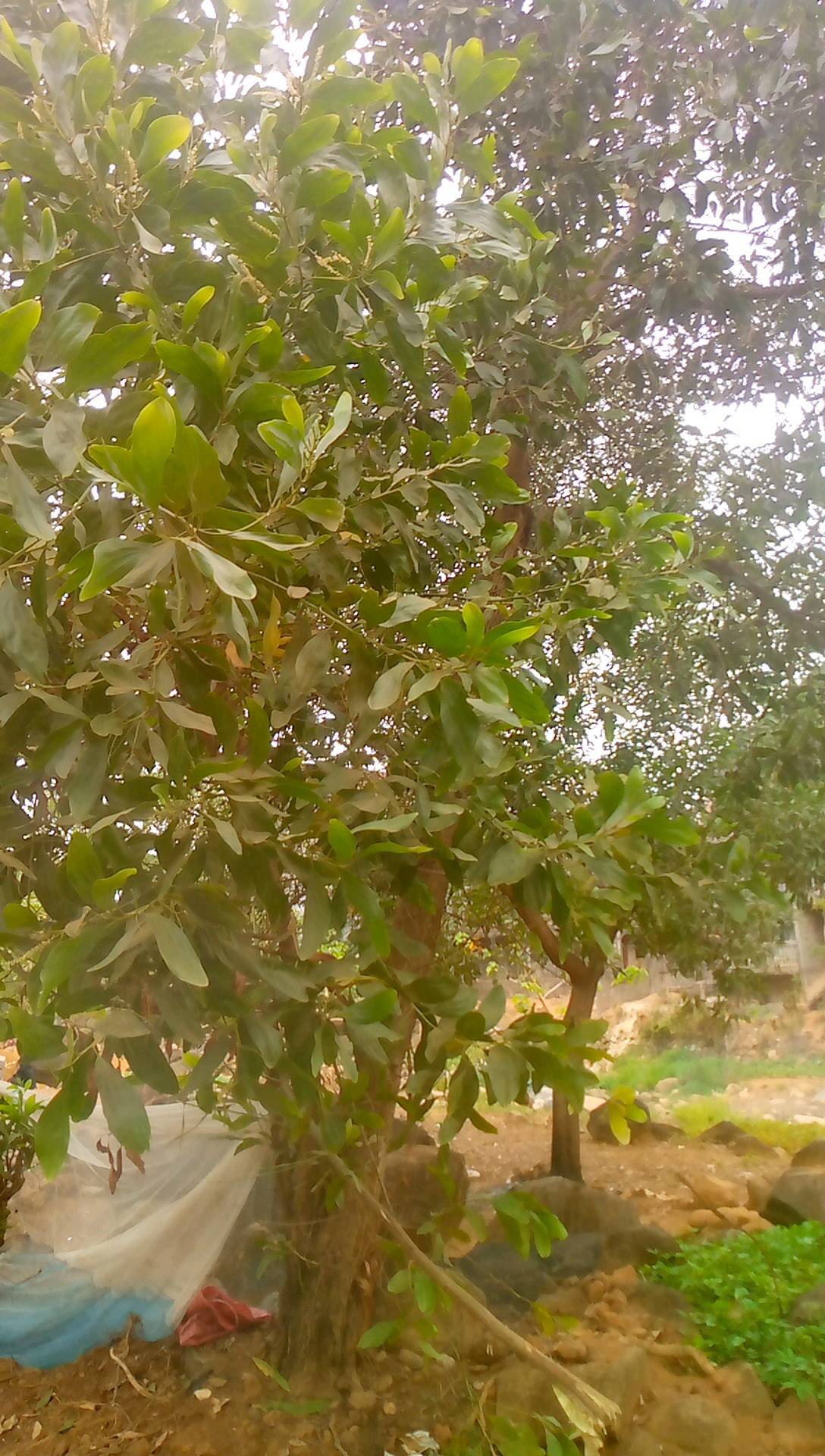 tree