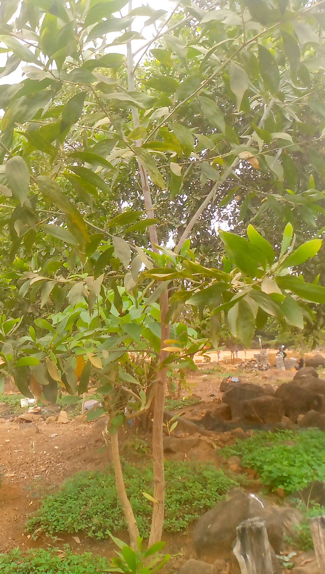 tree